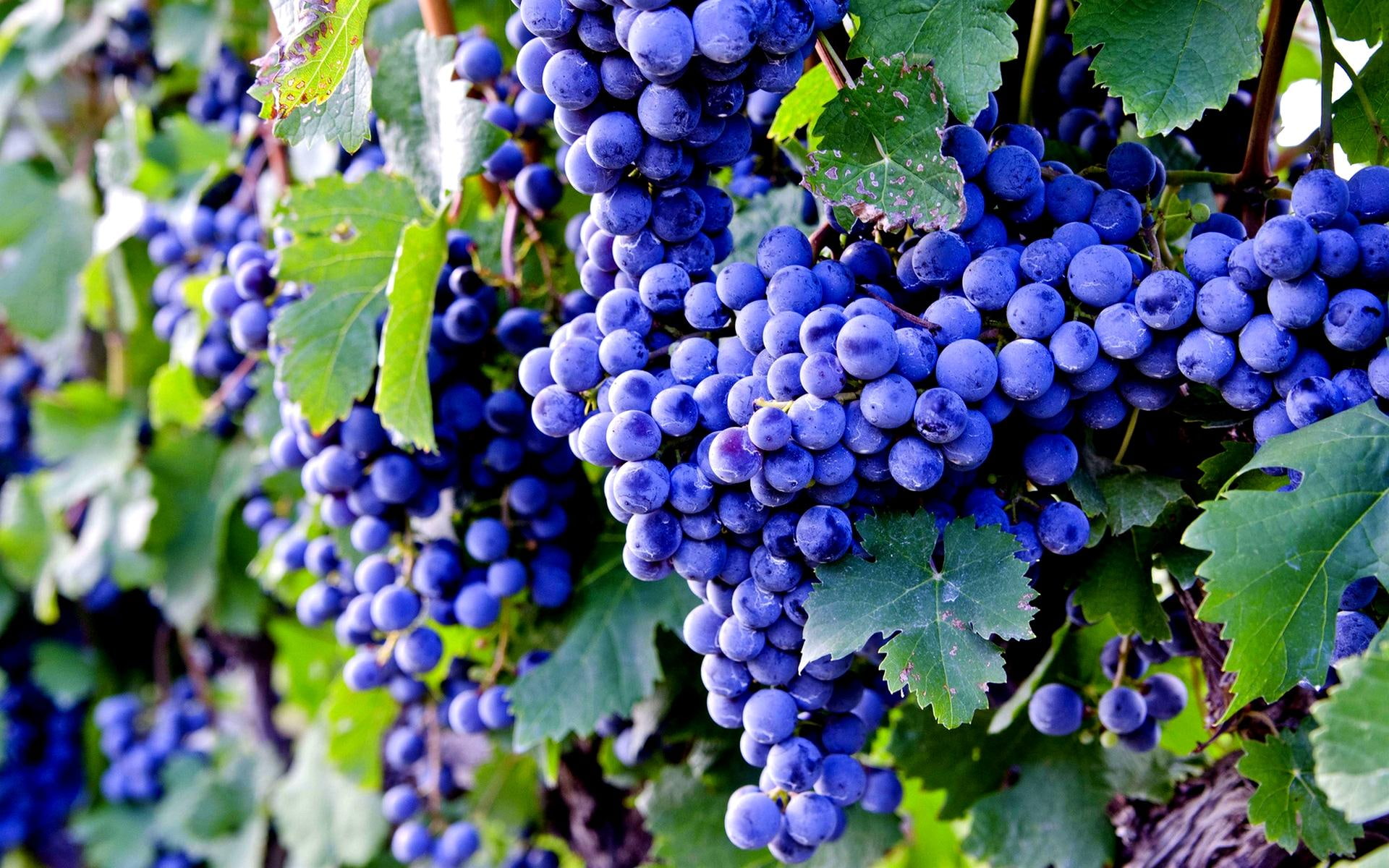 1080P, grapes, black, nature and landscapes, fruits, currents, healthy, HD Wallpaper
