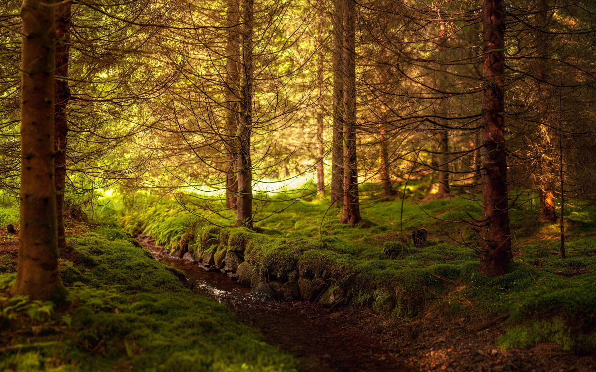 day, green, sun, forest, no People, river, light - Natural Phenomenon, environment, current, stream, lush Foliage, bush, fog, 1080P, tree, mystery, leaf, HD Wallpaper