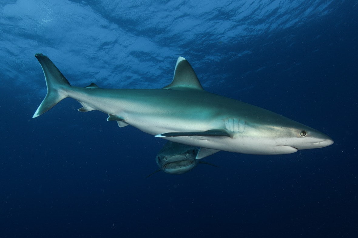 reach, per, hour, speeds, 480P, many, can, speed, swim, km, sharks, less, HD Wallpaper
