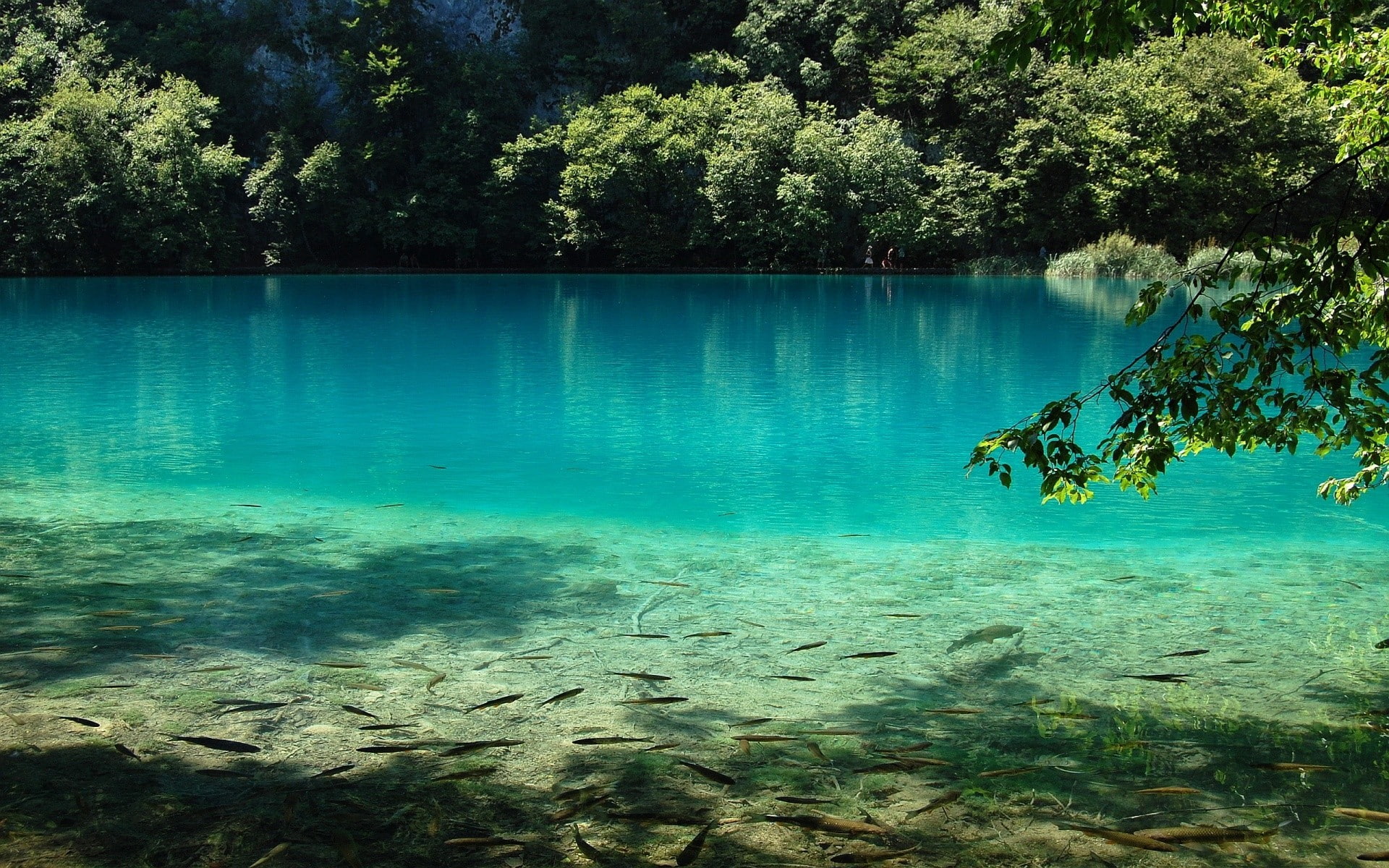 animal wildlife, 1080P, swimming, scenics - nature, animals in the wild, clean, day, tree, plant, underwater, lake, reflection, tranquility, fish, beauty in nature, HD Wallpaper