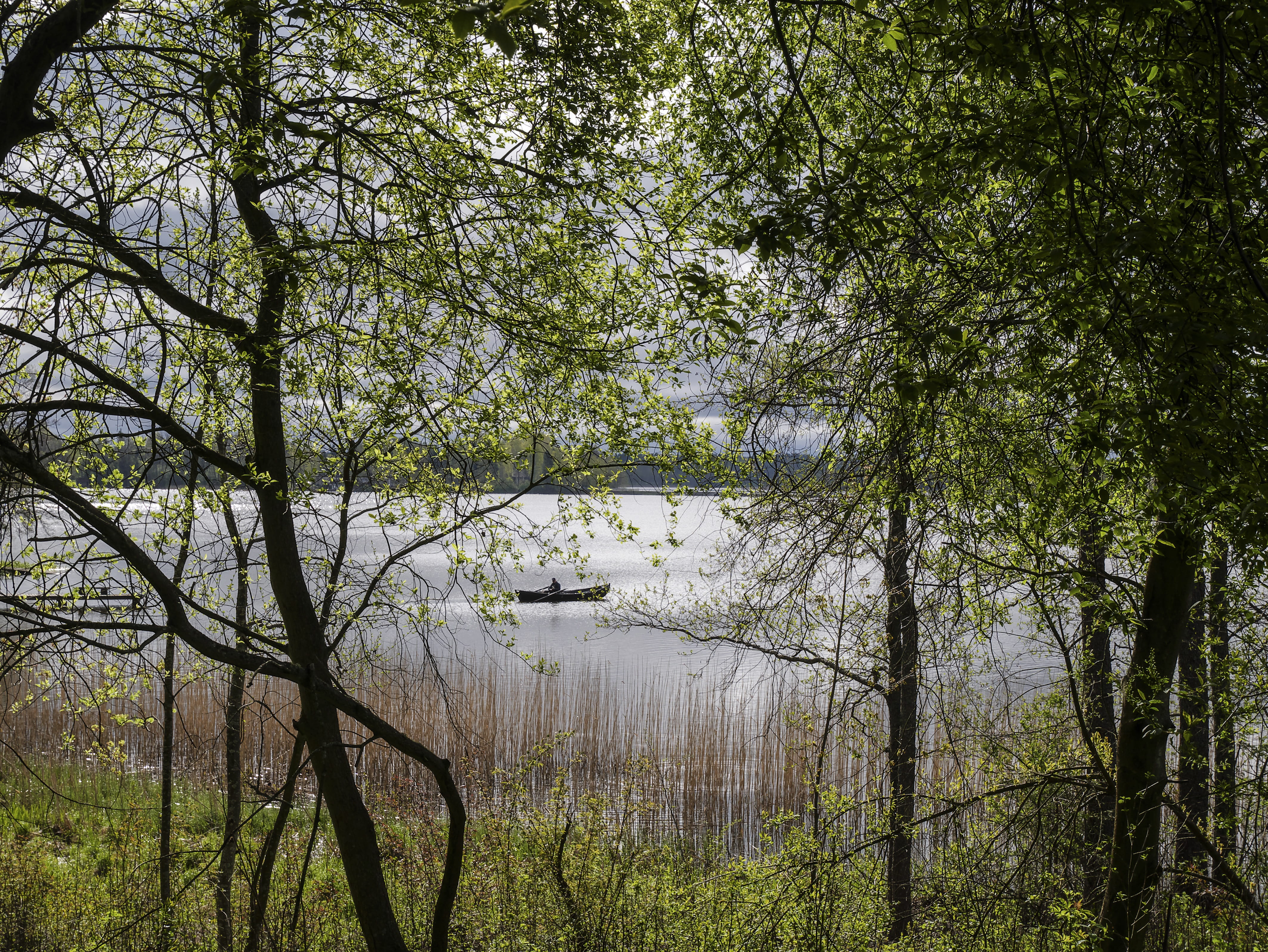 green color, branch, no people, scenics - nature, mouse ears, boat, landscape, plant, outdoors, forest, beauty in nature, spring, idyllic, lake, land, tranquility, HD Wallpaper