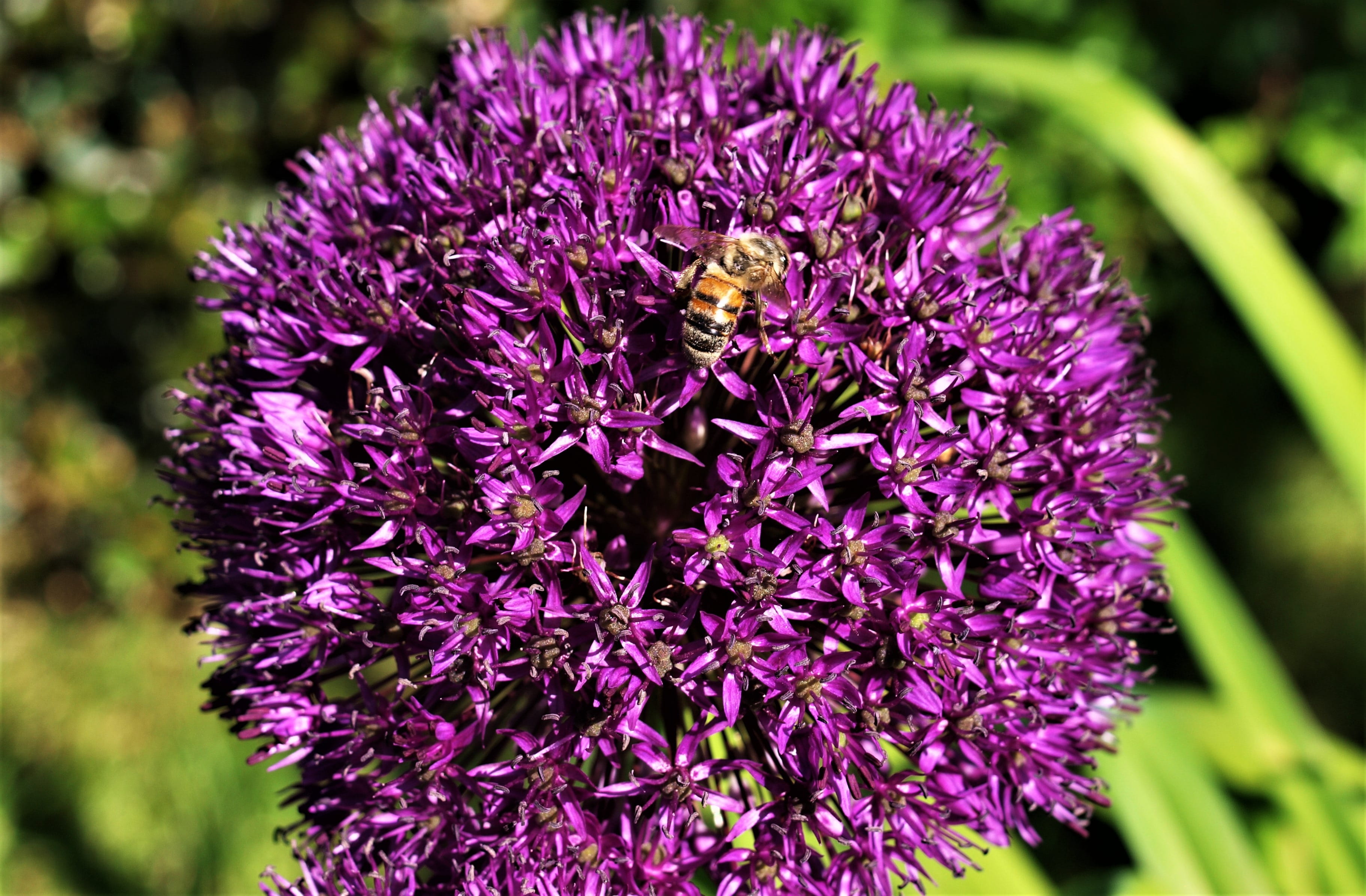 vulnerability, 2K, beauty in nature, petal, one animal, fragility, purple, animal wildlife, animals in the wild, plant, freshness, no people, insect, alum, HD Wallpaper