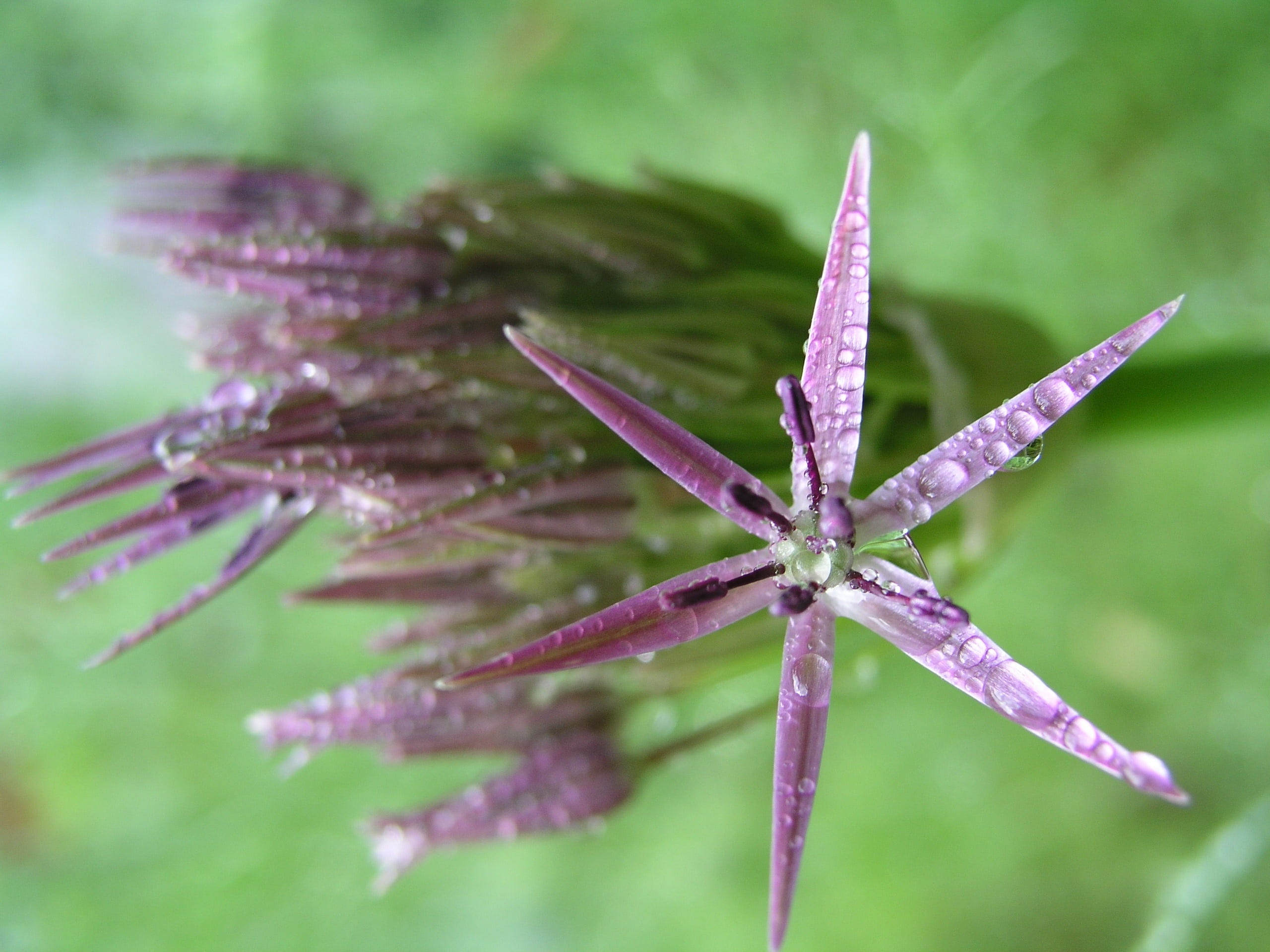 close-up, purple, green color, bloom, focus on foreground, beauty in nature, alum, outdoors, nature, wet, fragility, day, flower, 2K, plant, tranquility, HD Wallpaper