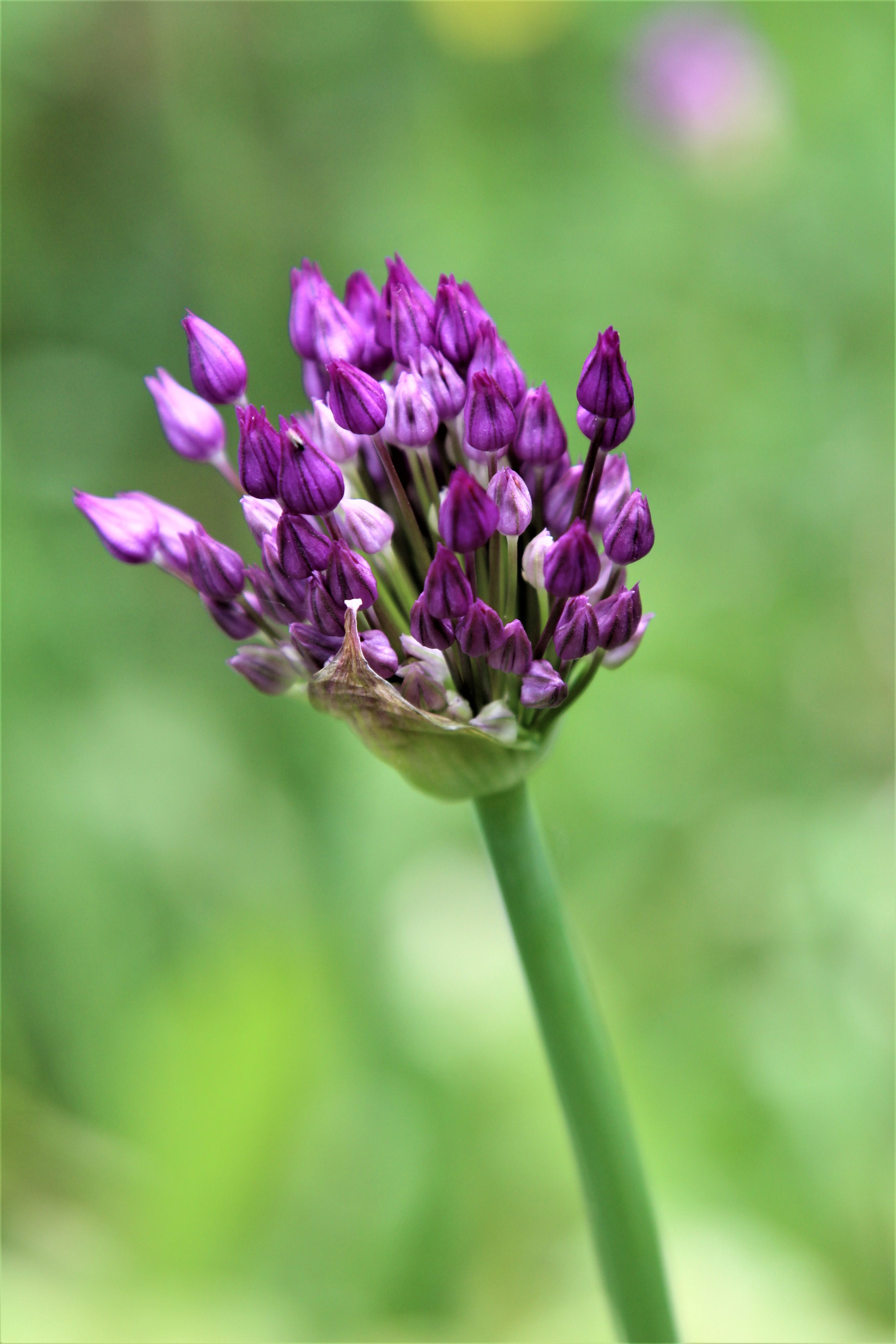 plant stem, plant, focus on foreground, petal, 5K, selective focus, freshness, growth, flower head, alum, flower, beauty in nature, day, fragility, lilac, Phone HD Wallpaper