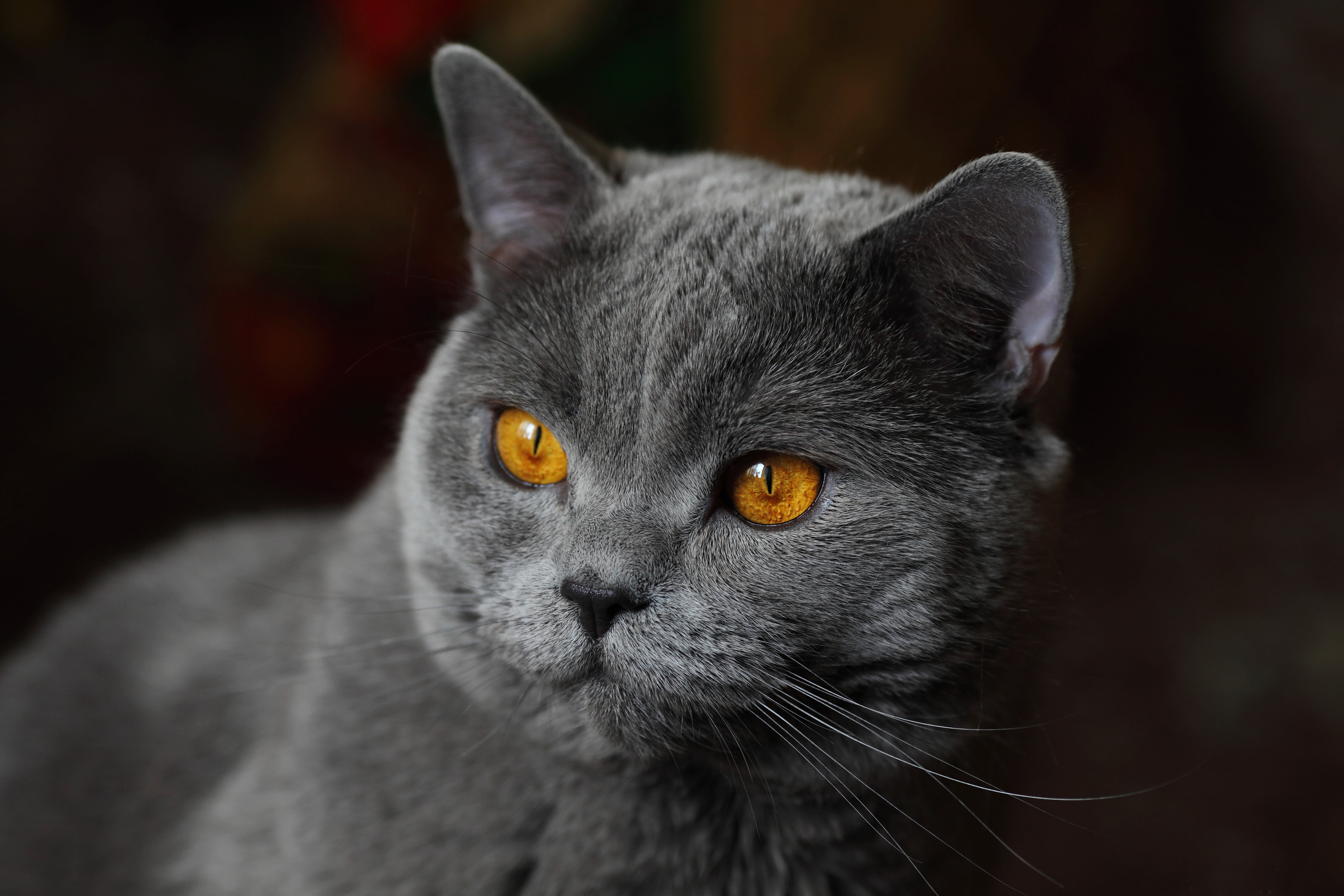 5K, muzzle, portrait, British Shorthair, background, cat, look, HD Wallpaper