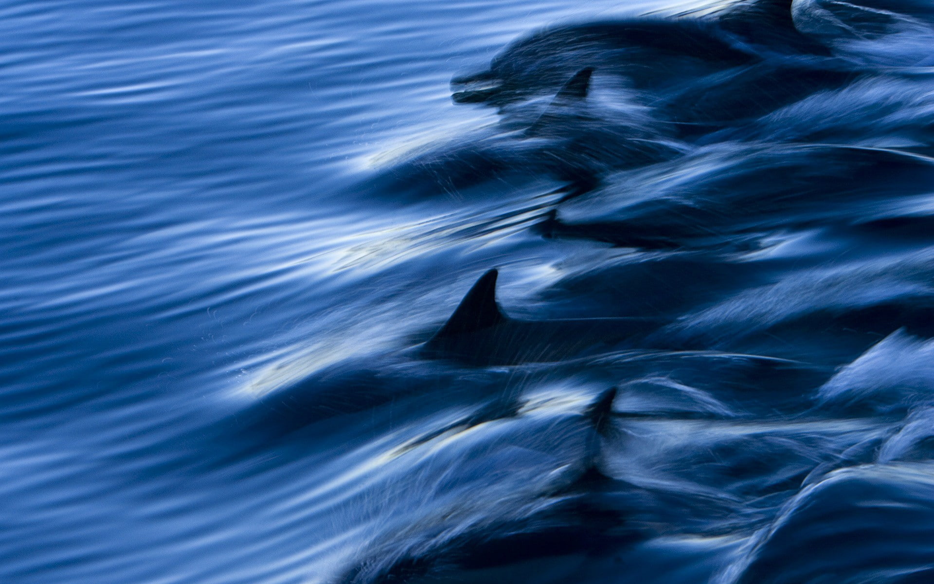 dolphins, speed, splashing, water, 1080P, sea, lot, HD Wallpaper