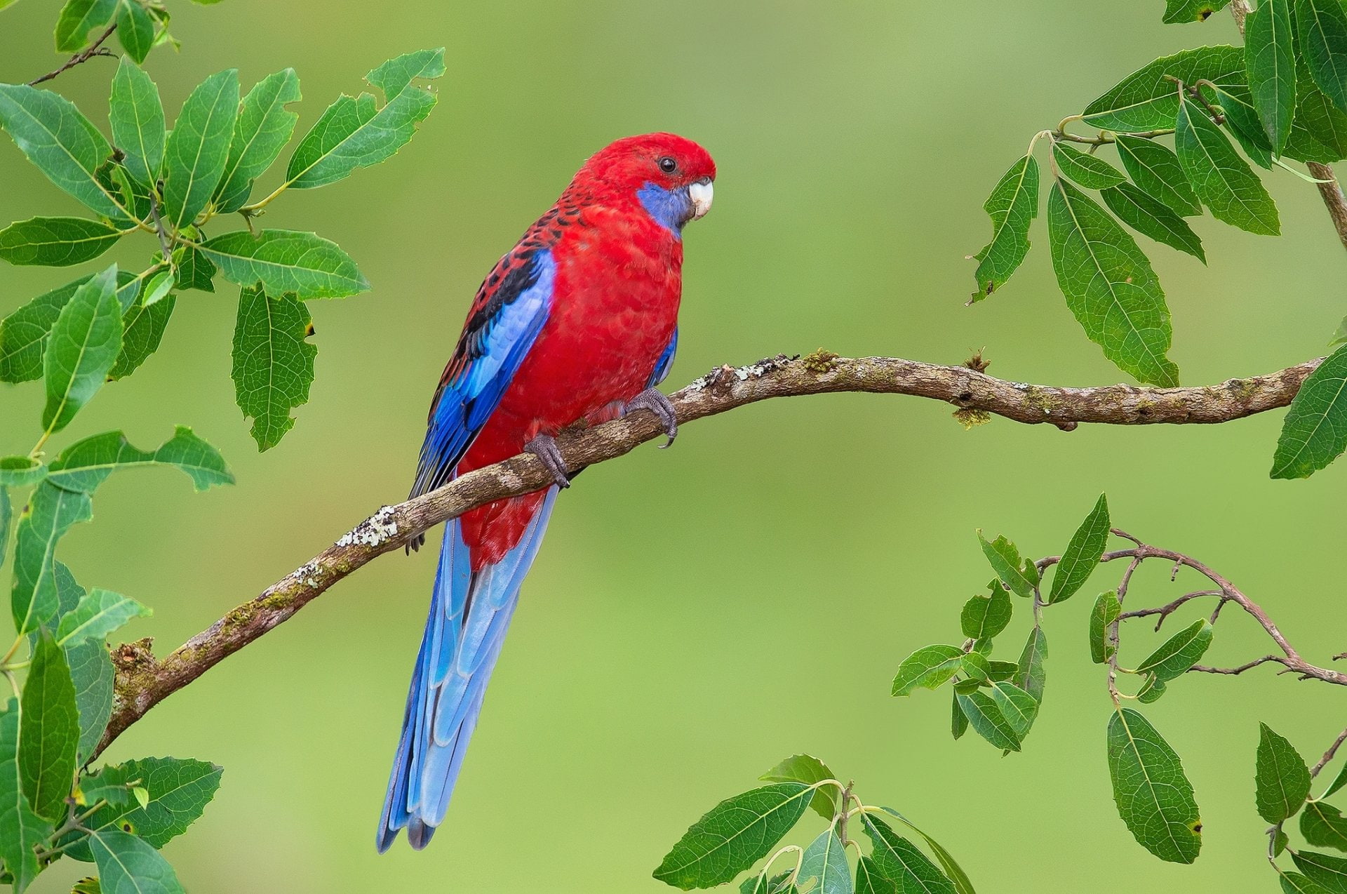 Birds, Bird, Crimson Rosella, 1080P, Rosella, Wildlife, Parrot, HD Wallpaper