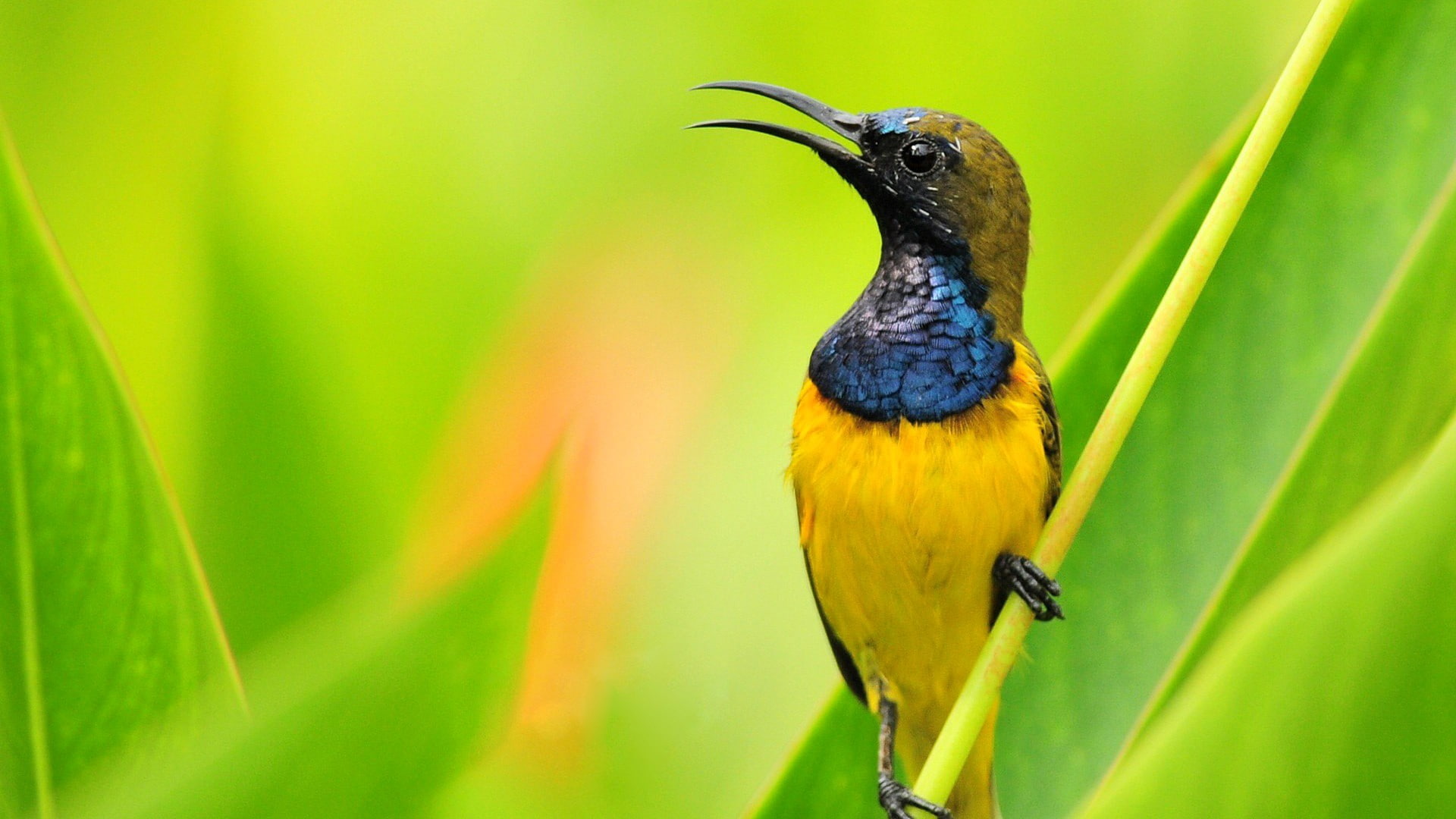 birds, sunbirds, animals, 1080P, HD Wallpaper