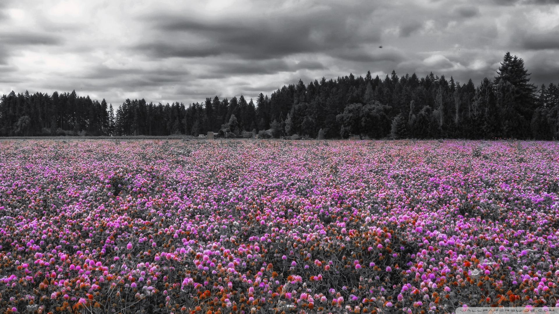 clouds, clover, nature and landscapes, fields, trees, crimson, 1080P, flowers, HD Wallpaper