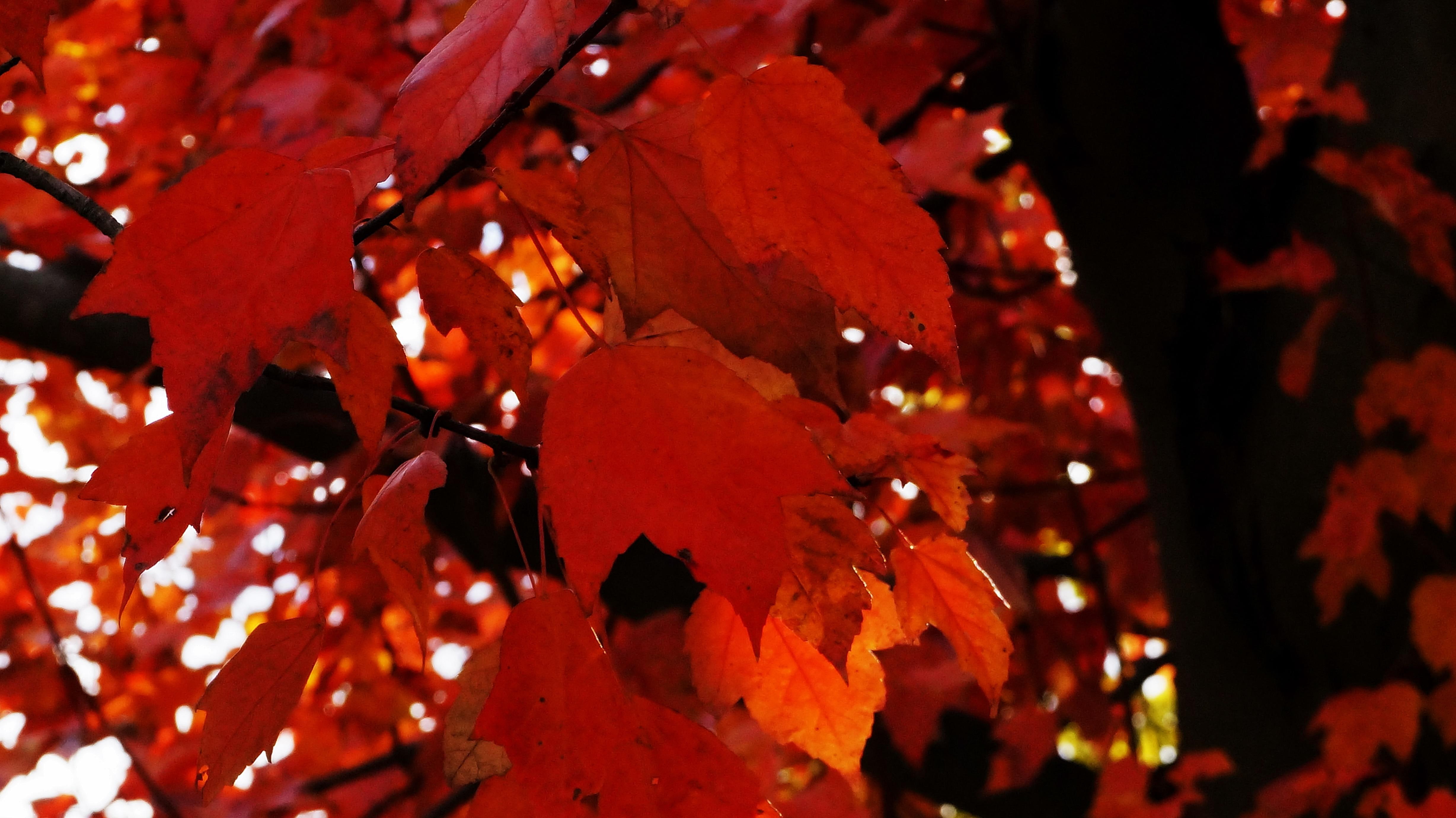 4K, crimson, crimson-fall, red-tree, red-leaves, crimson-autumn, fall, HD Wallpaper