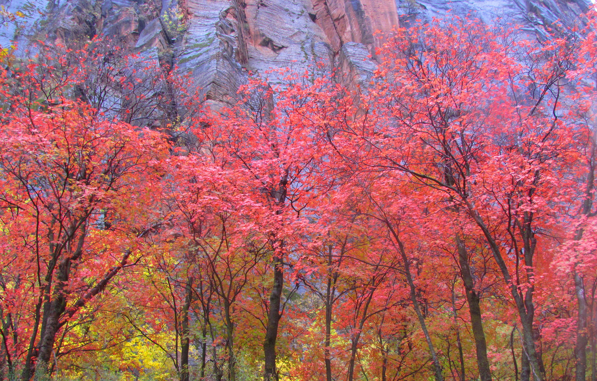 rock, USA, autumn, Zion National Park, trees, leaves, 1080P, the crimson, Utah, mountain, HD Wallpaper