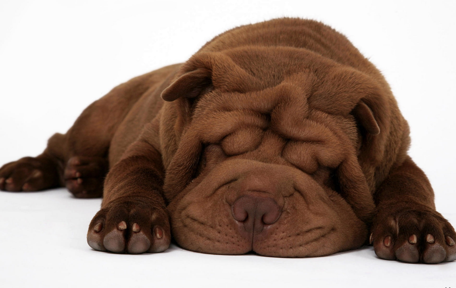 pets, chocolate, lying Down, mammal, animal head, domestic Animals, cut Out, mastiff, adult, eyes closed, shar, looking, animal body part, purebred Dog, HD Wallpaper
