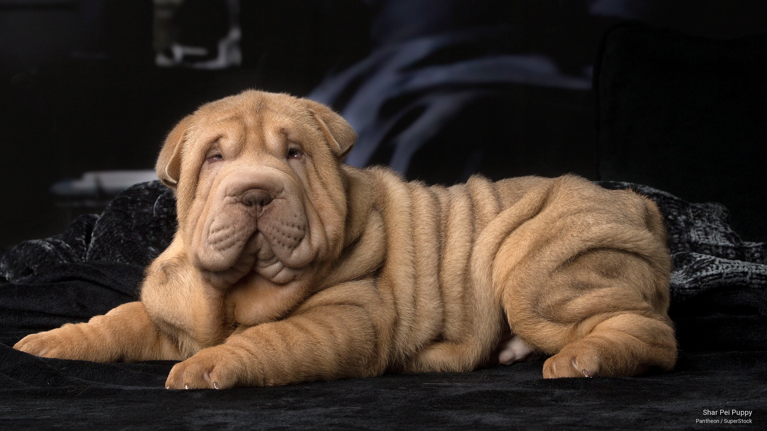 Dogs, shar, 2K, puppy, pei, HD Wallpaper