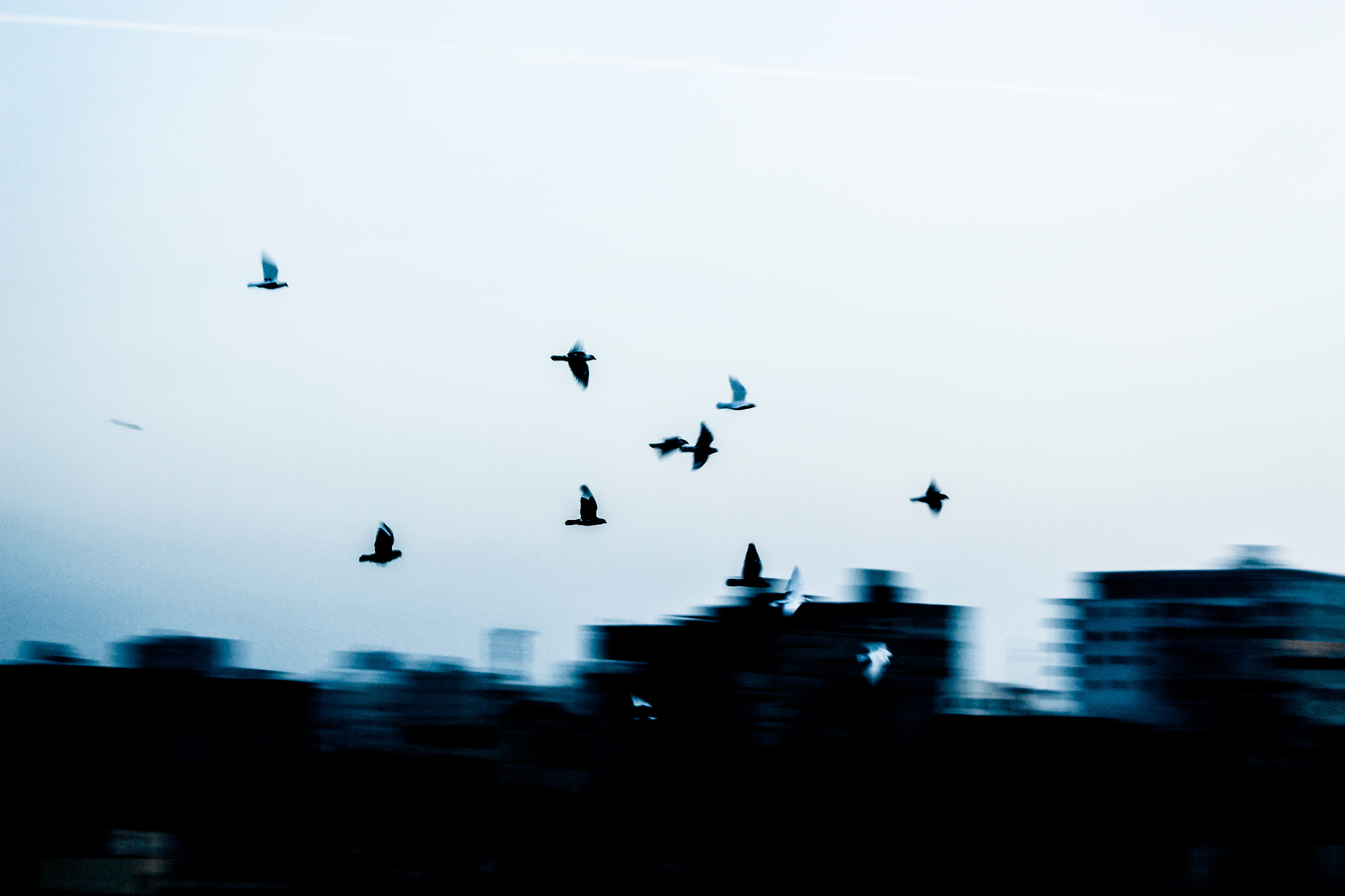large group of animals, nature, animals in the wild, vertebrate, blue, animal themes, building exterior, birds, 5K, outdoors, built structure, bulding, HD Wallpaper