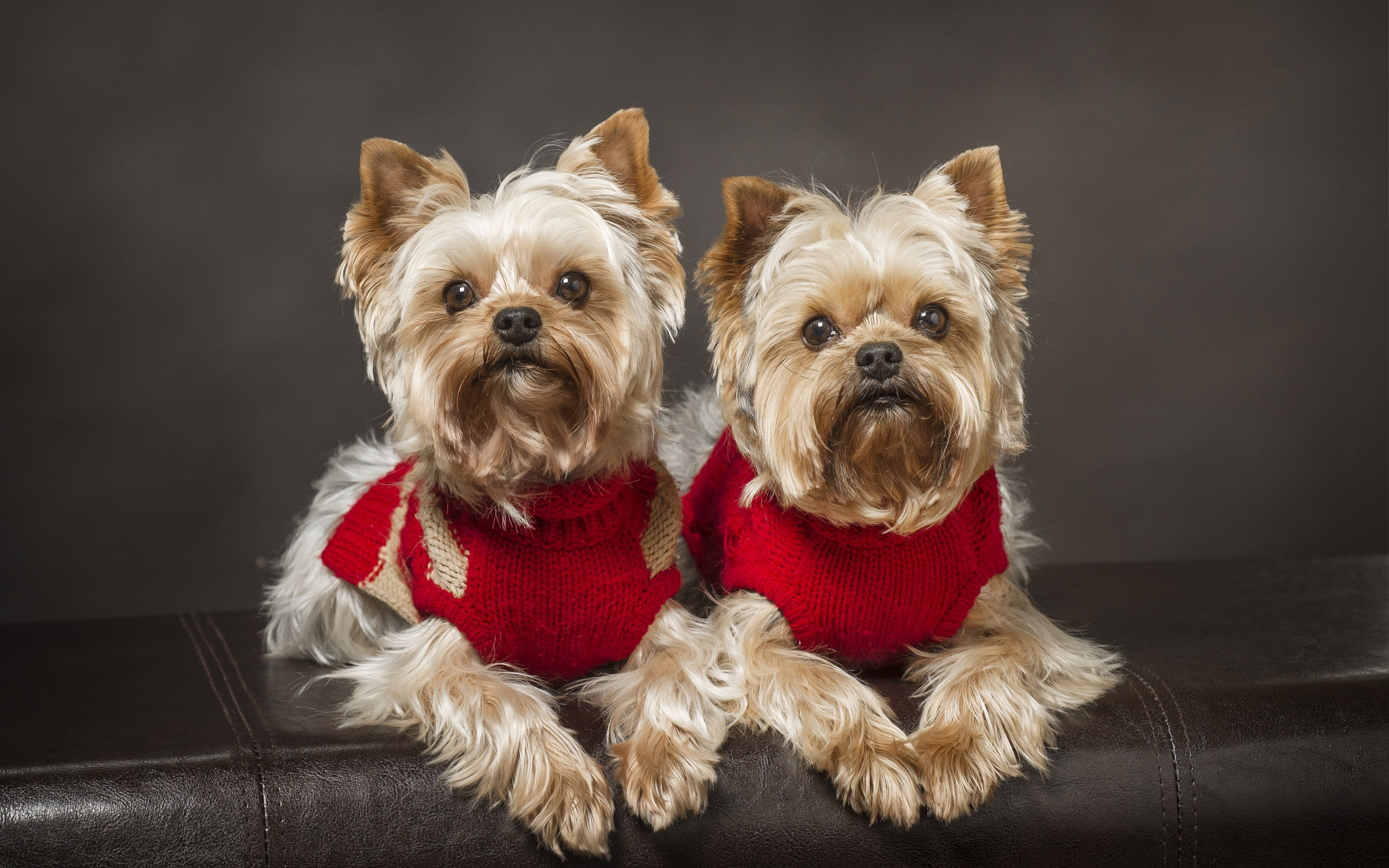 Yorkshire, terrier, Dog, Twins, 2K, HD Wallpaper