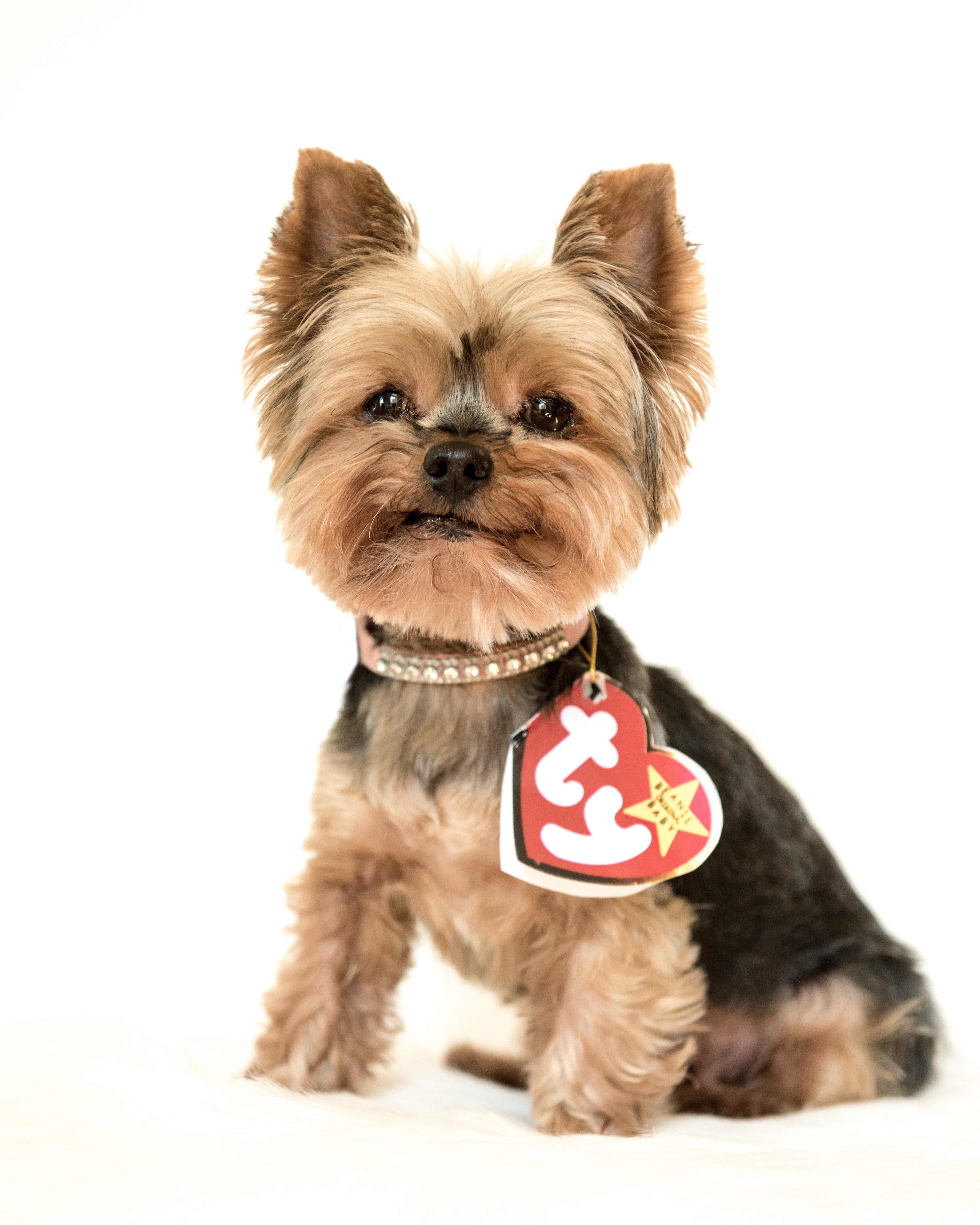 portrait, indoors, no people, yorkie, small, white background, pet, animal, domestic, mammal, lap dog, yorkshire terrier, pets, animal themes, shih tzu, Phone HD Wallpaper
