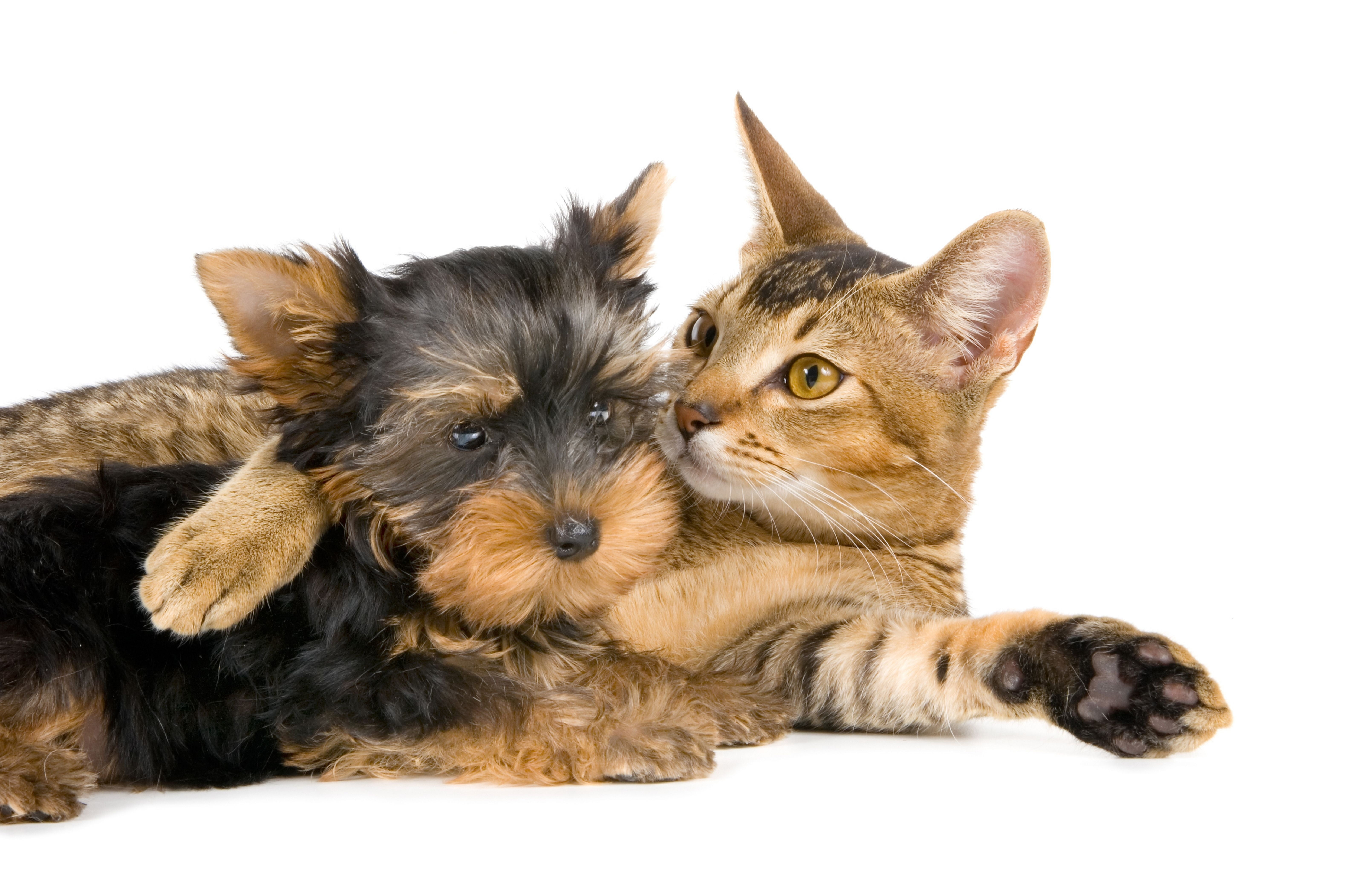 studio Shot, close-up, small, domestic, playful, pets, brown, vertebrate, yorkshire terrier, black, animal themes, friendship, white Background, animal family, HD Wallpaper