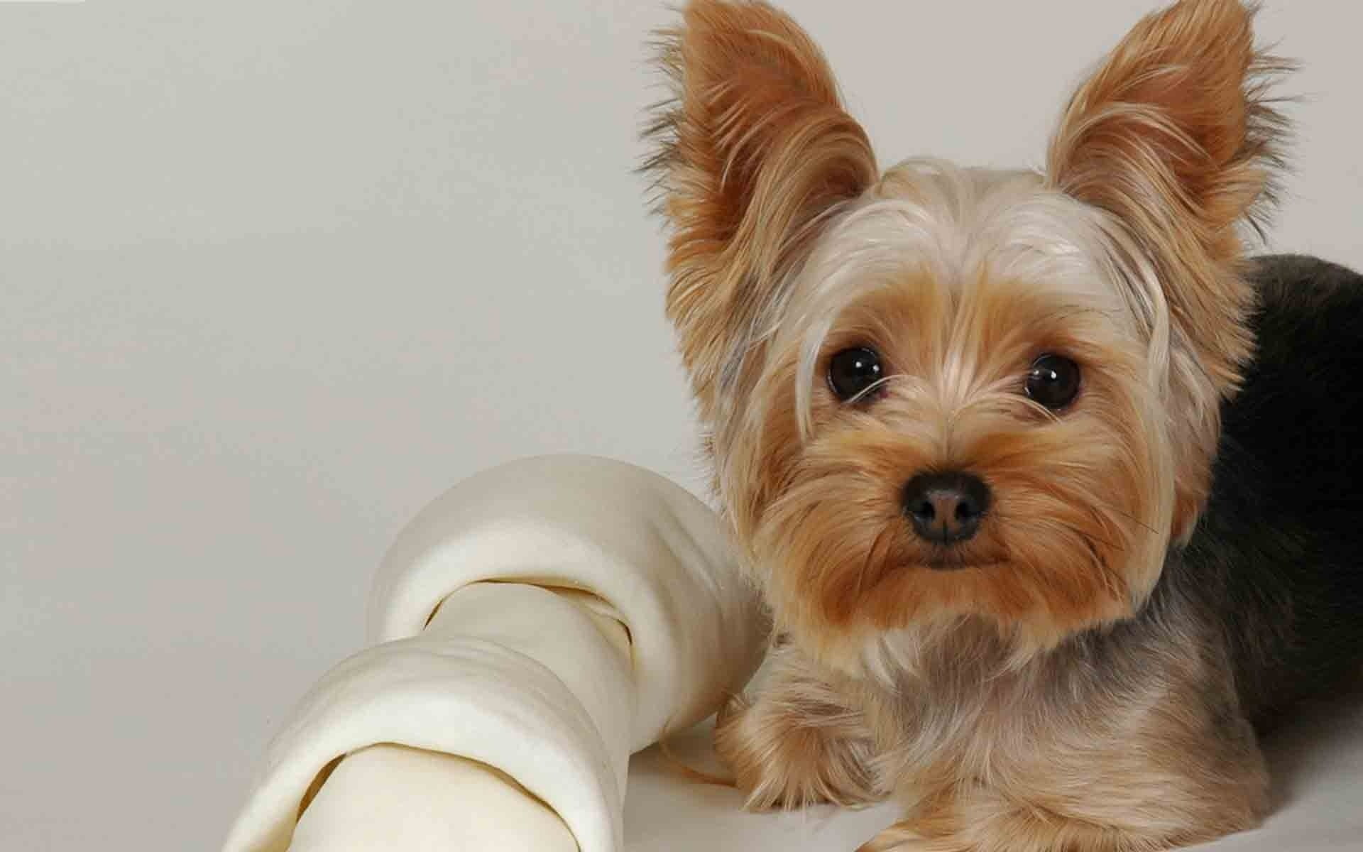 yorkshire terrier, 1080P, beautiful, lying, fabric, dog, face, HD Wallpaper