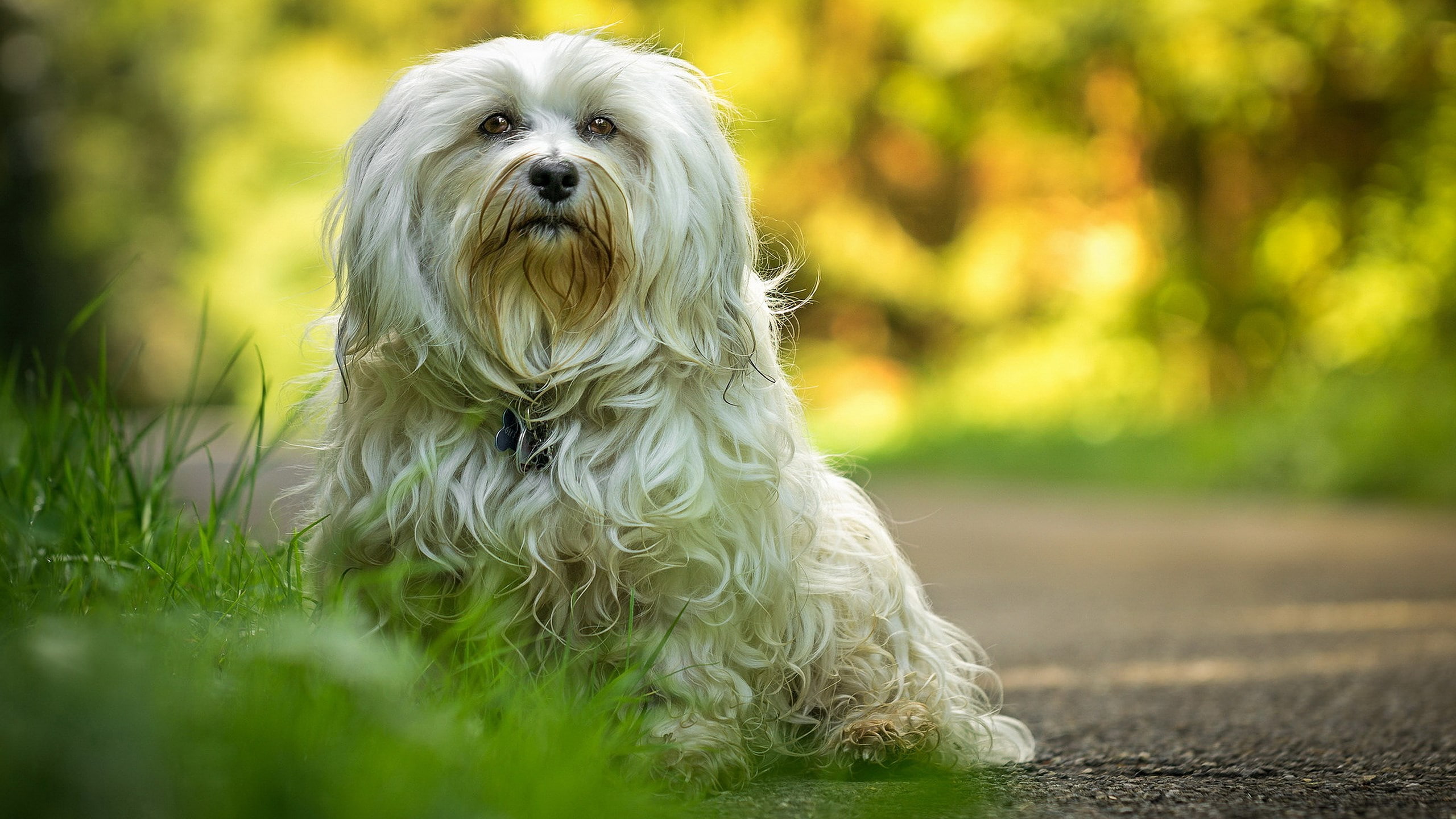 domestic animals, one animal, 2K, portrait, dog, animal hair, hair, looking at camera, domestic, white yorkshire terrier dog image, purebred dog, grass, HD Wallpaper