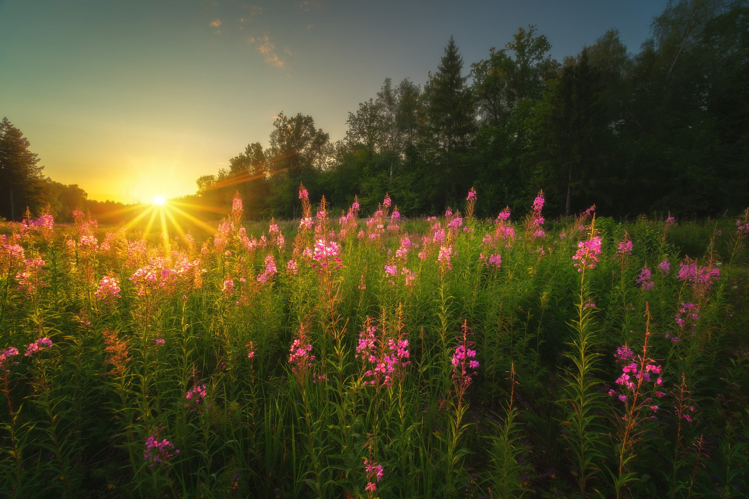 fireweed, trees, the sun, grass, summer, 1080P, nature, rays, landscape, Ivan-tea, the evening, Rev Alex, sunset, HD Wallpaper