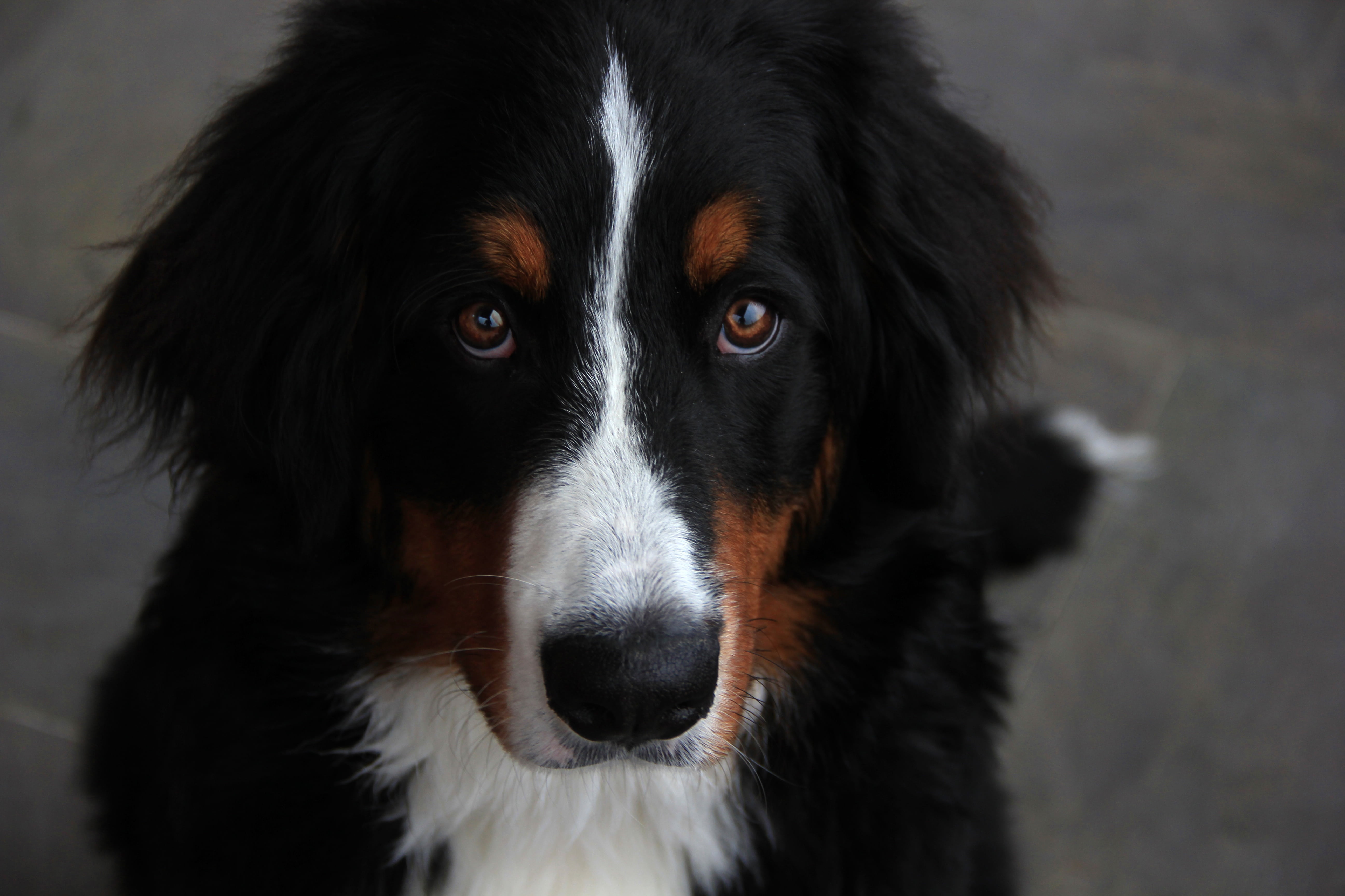 dog, body part, canine, companion, domestic animals, domestic, one animal, no people, 5K, fur, border collie, mammal, black color, animal themes, animal eye, HD Wallpaper