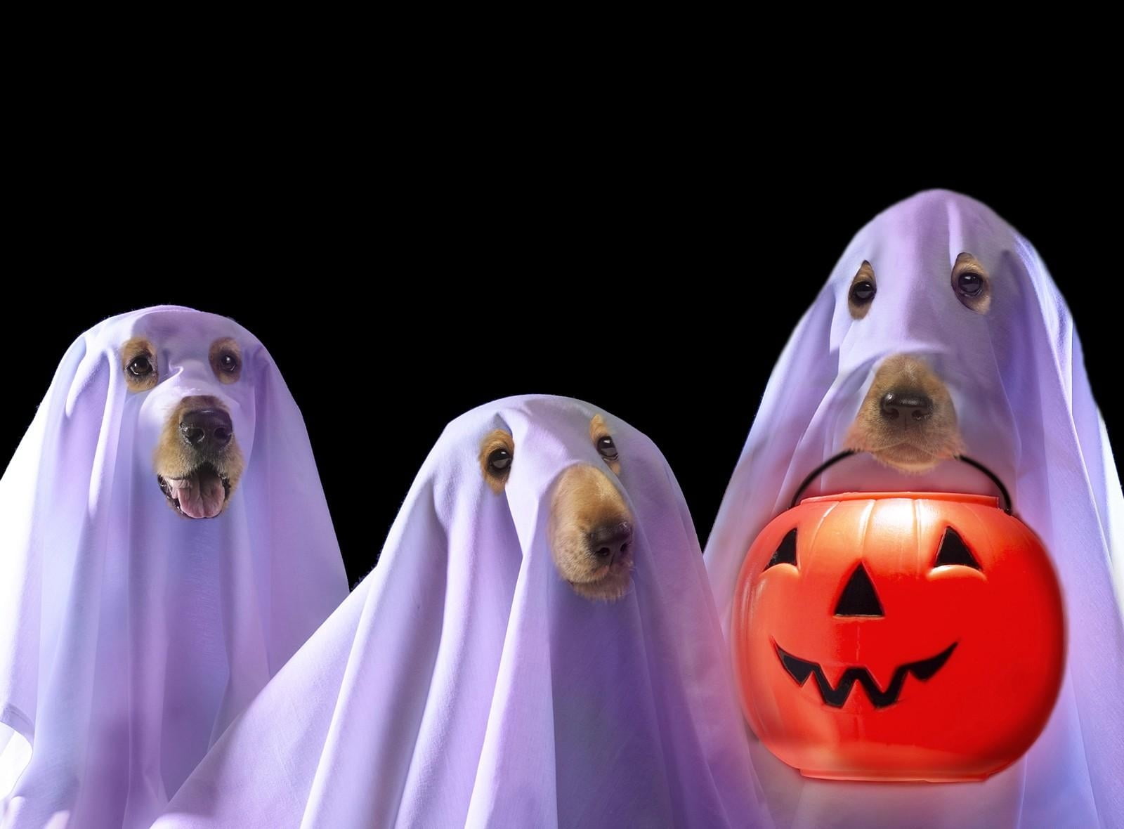 human representation, lantern, dog, human Face, orange, night, no people, plastic, bring, representation, purple, white, spooky, halloween, group of objects, HD Wallpaper