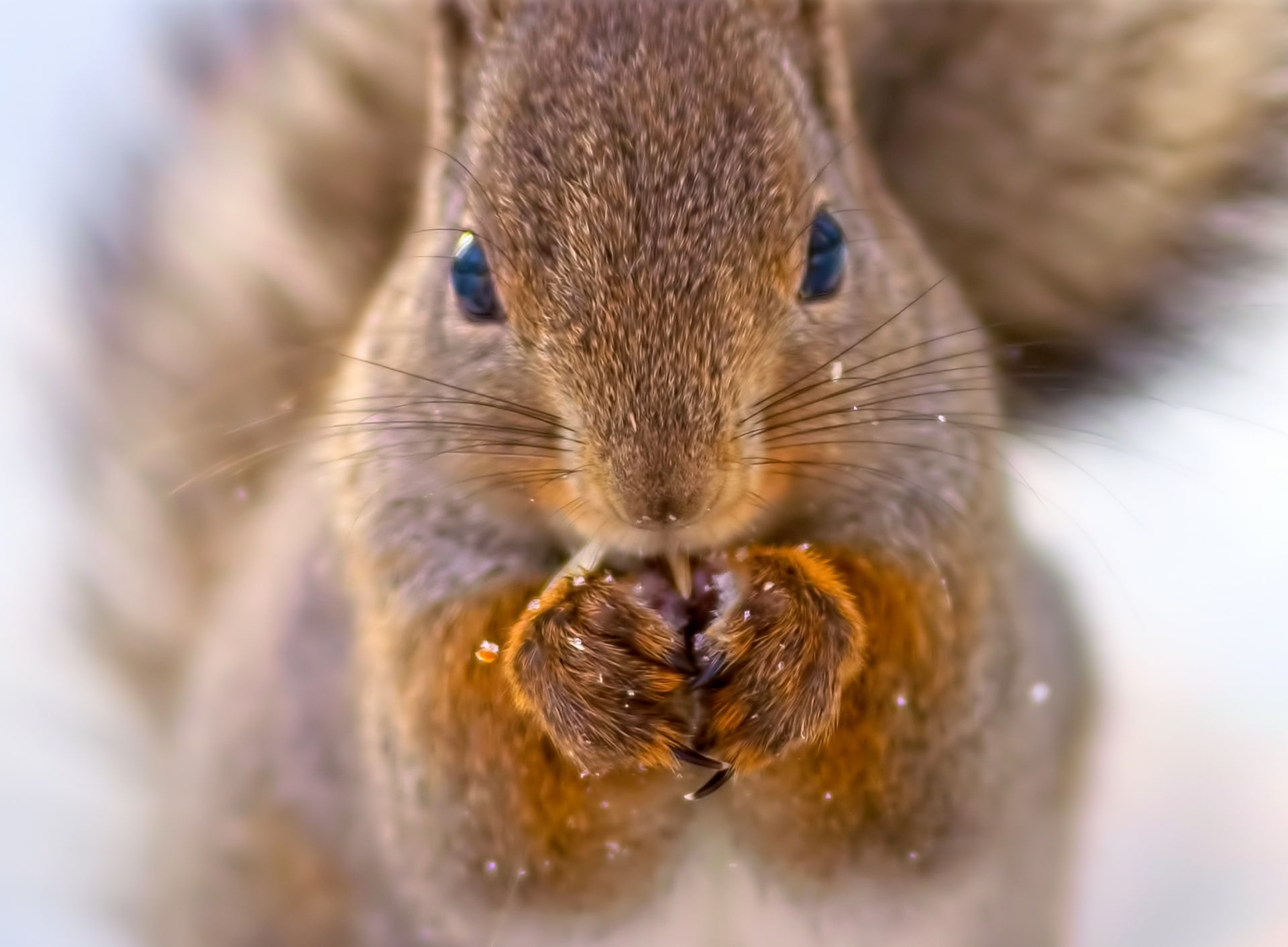 Cute, whisker, nature, thats, Squirrel, animal, rodent, portrait, Cookie, animal body part, close-up, looking at camera, animal head, day, Food, selective focus, HD Wallpaper