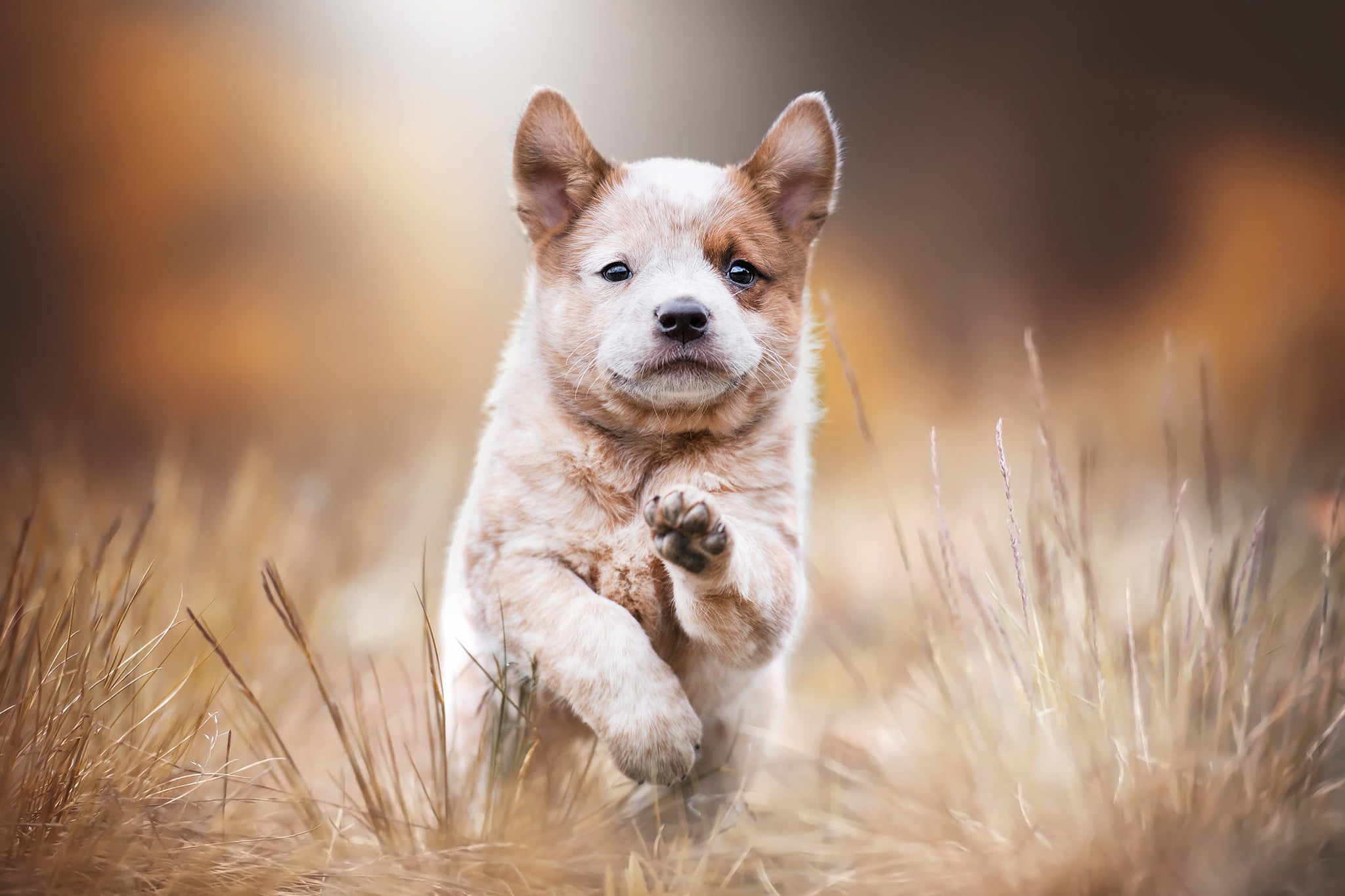 look, baby, stems, blurred background, grass, nature, face, dog, paws, running, pose, puppy, autumn, walk, adorable, 1080P, HD Wallpaper