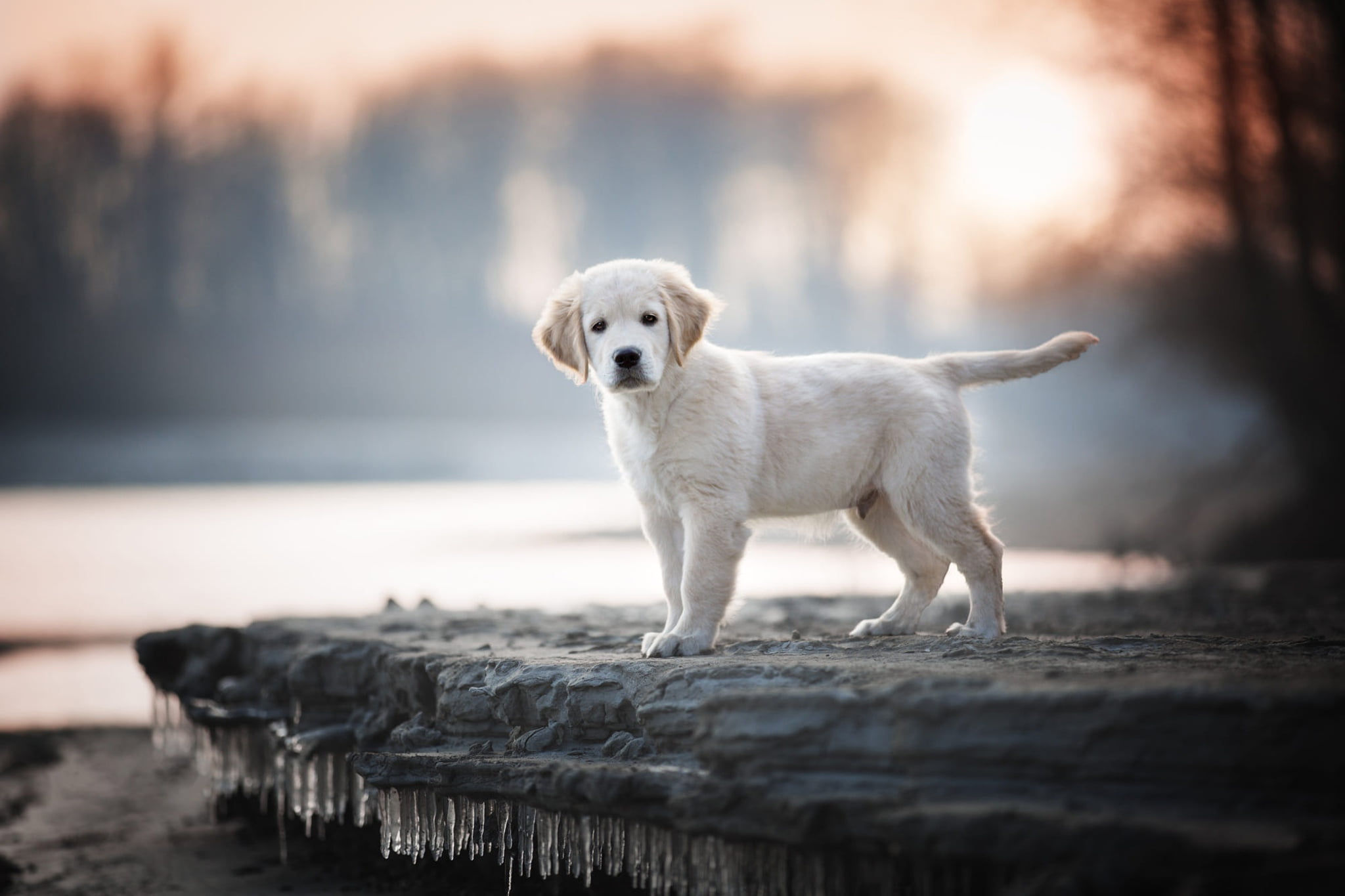 1080P, is, Retriever, dog, nature, Labrador, look, morning, pose, baby, light, face, white, fog, the sun, pond, forest, spring, shore, Park, icicles, puppy, HD Wallpaper