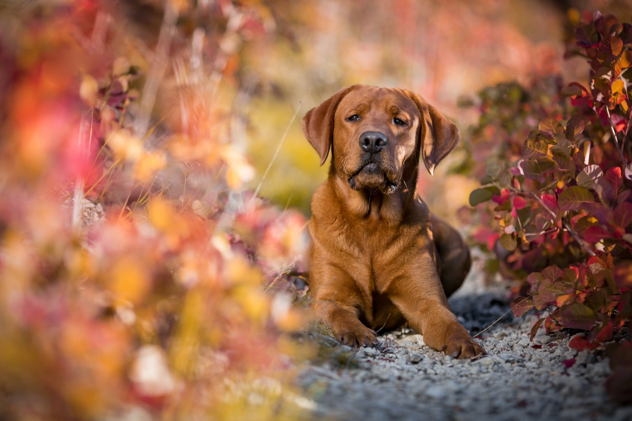 path, pose, serious, nature, blur, lies, autumn, Retriever, look, face, background, foliage, branches, bokeh, paws, brown, dog, portrait, leaves, stones, HD Wallpaper