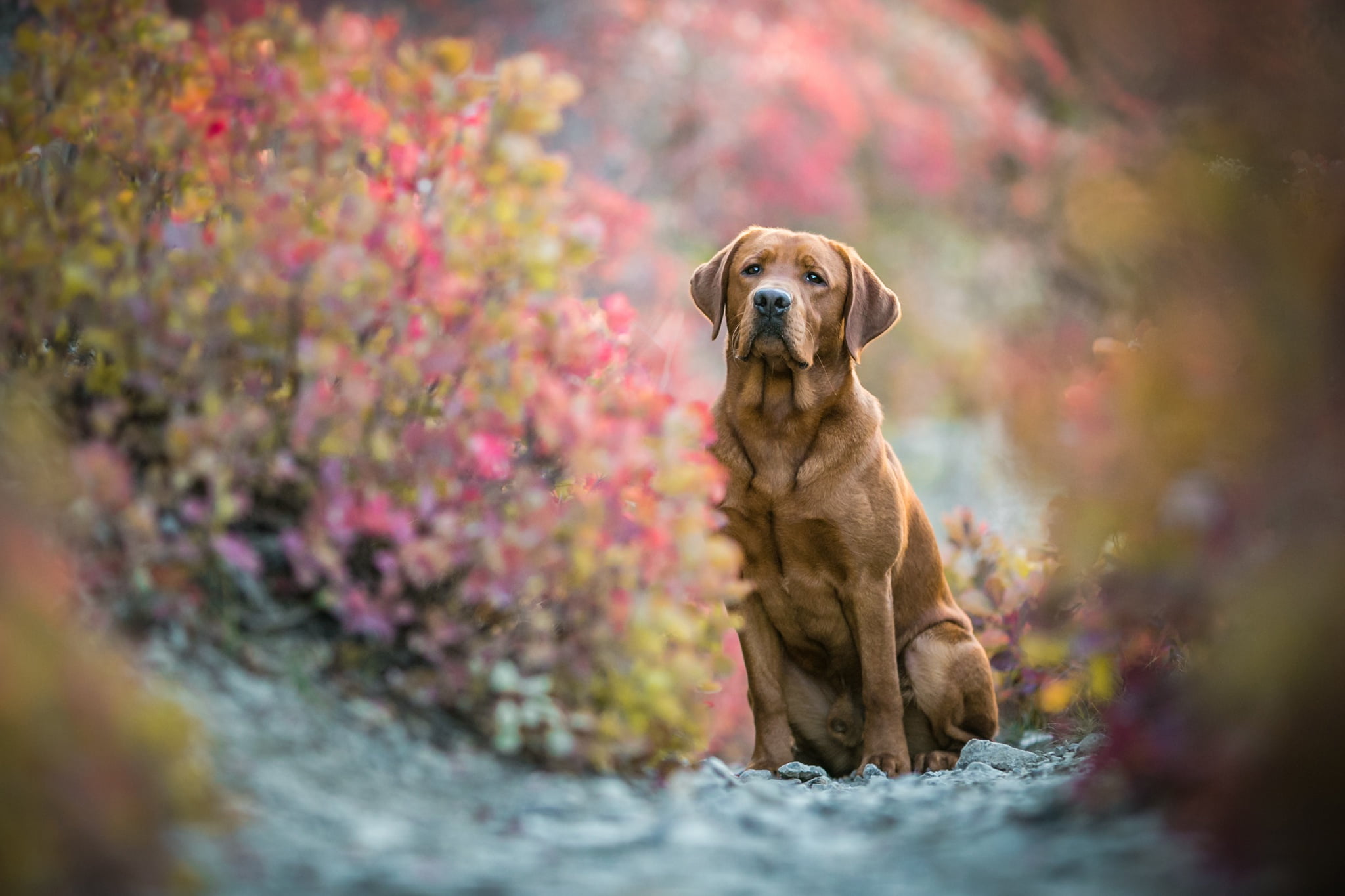 Retriever, sitting, foliage, bokeh, path, face, pose, nature, paws, dog, background, branches, leaves, Labrador, blur, 1080P, stones, look, autumn, brown, HD Wallpaper