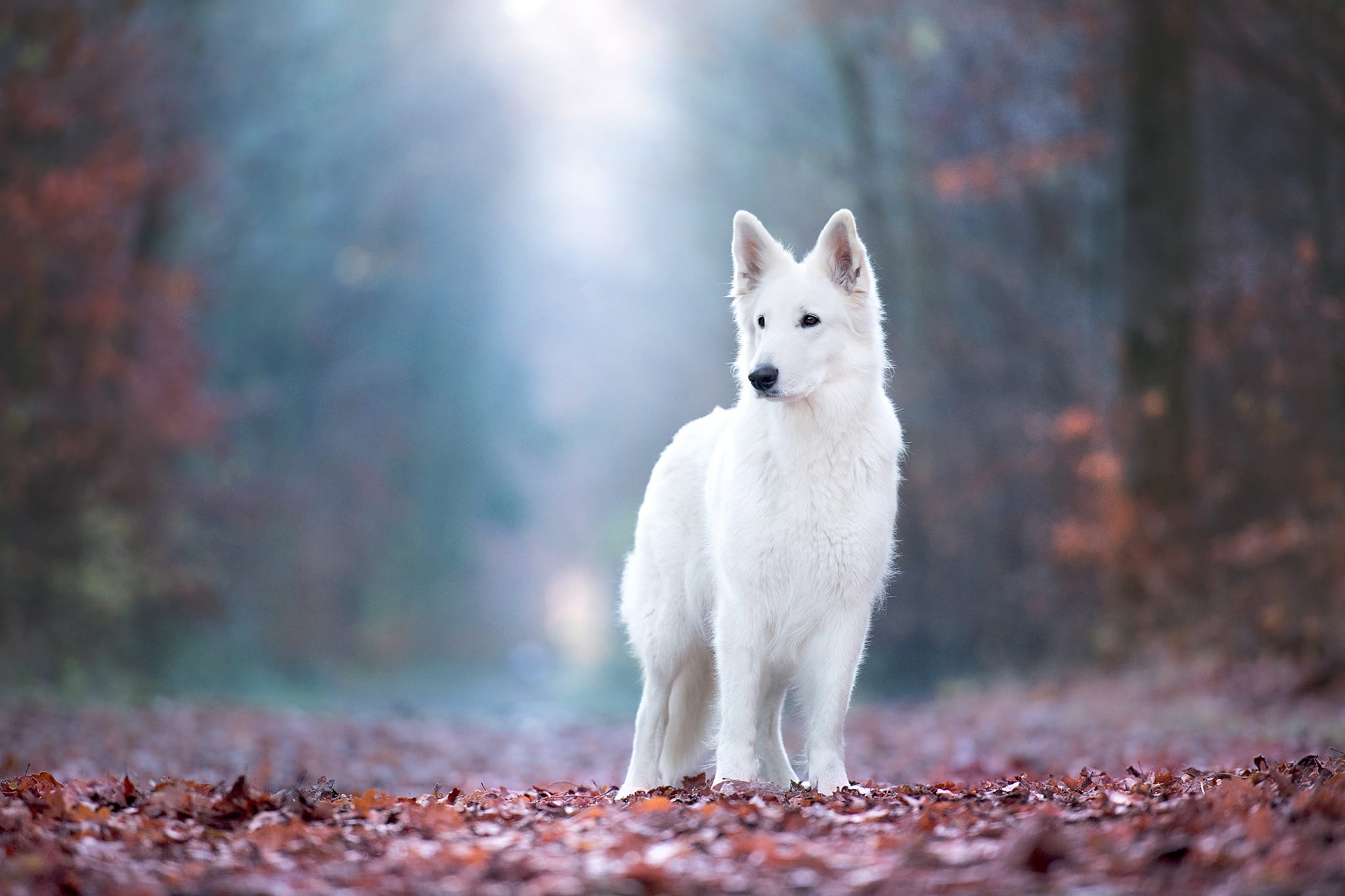 nature, bokeh, fog, Swiss shepherd dog, dog, white, light, leaves, forest, look, 1080P, pose, is, autumn, foliage, Park, HD Wallpaper