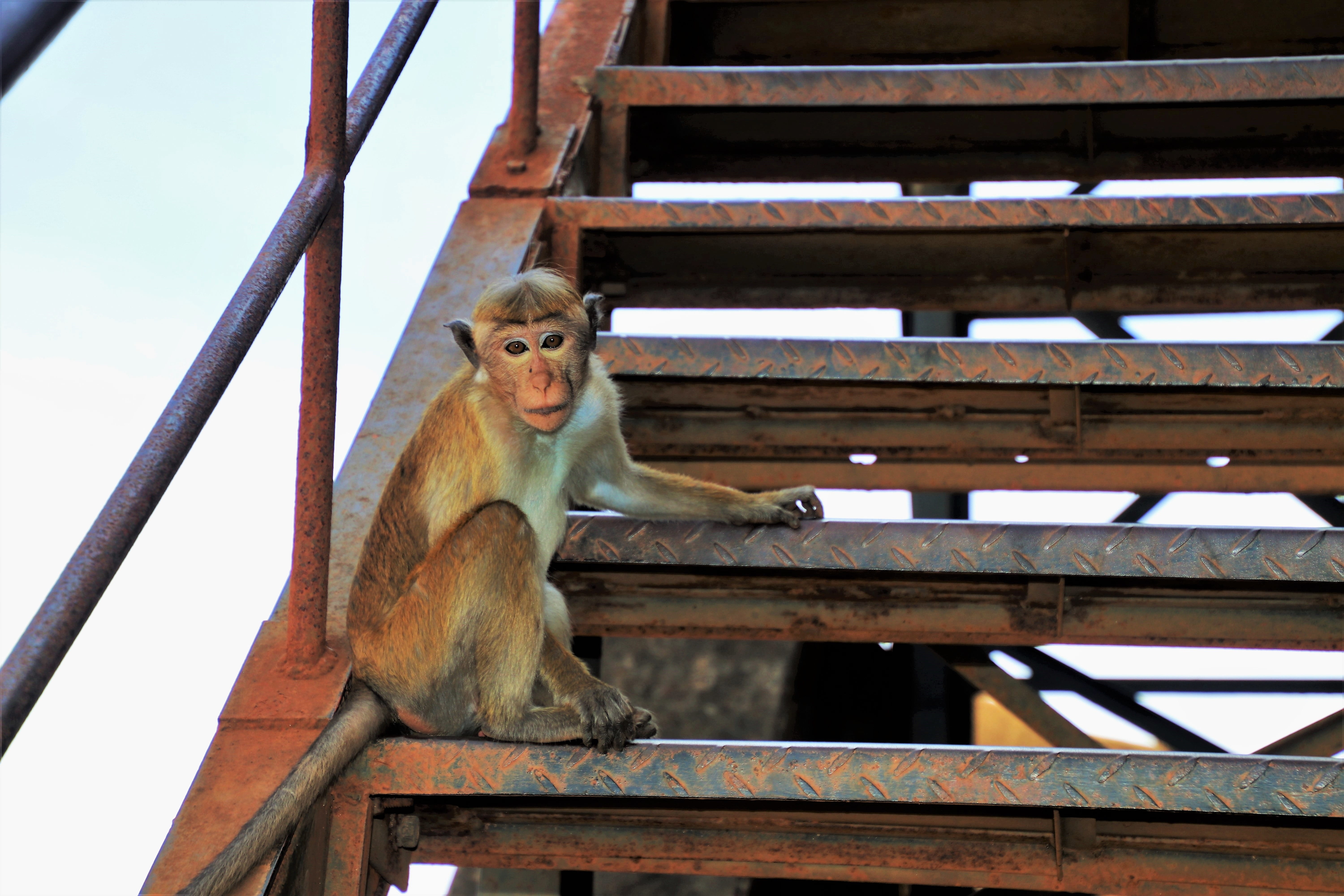 low angle view, day, built structure, sri lanka, mystery, sitting, curiosity, portrait, primates, roof, nature, travel, one animal, outdoors, focus on foreground, HD Wallpaper