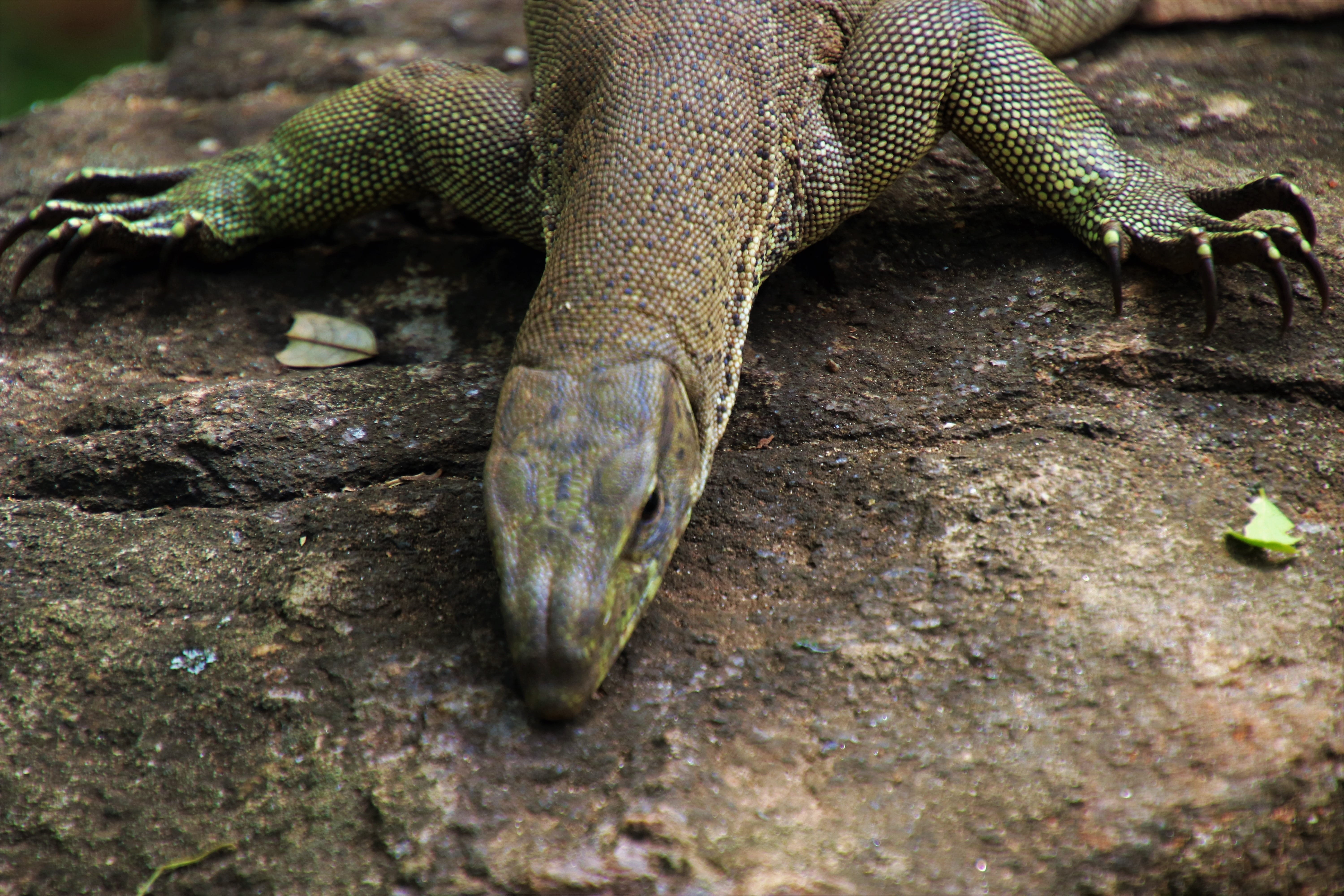 the sun, land, animal themes, close-up, sri lanka, wild, masks, animal body part, tropical, lizard, figure, one animal, iguanas, rock, wildlife, closeup, HD Wallpaper