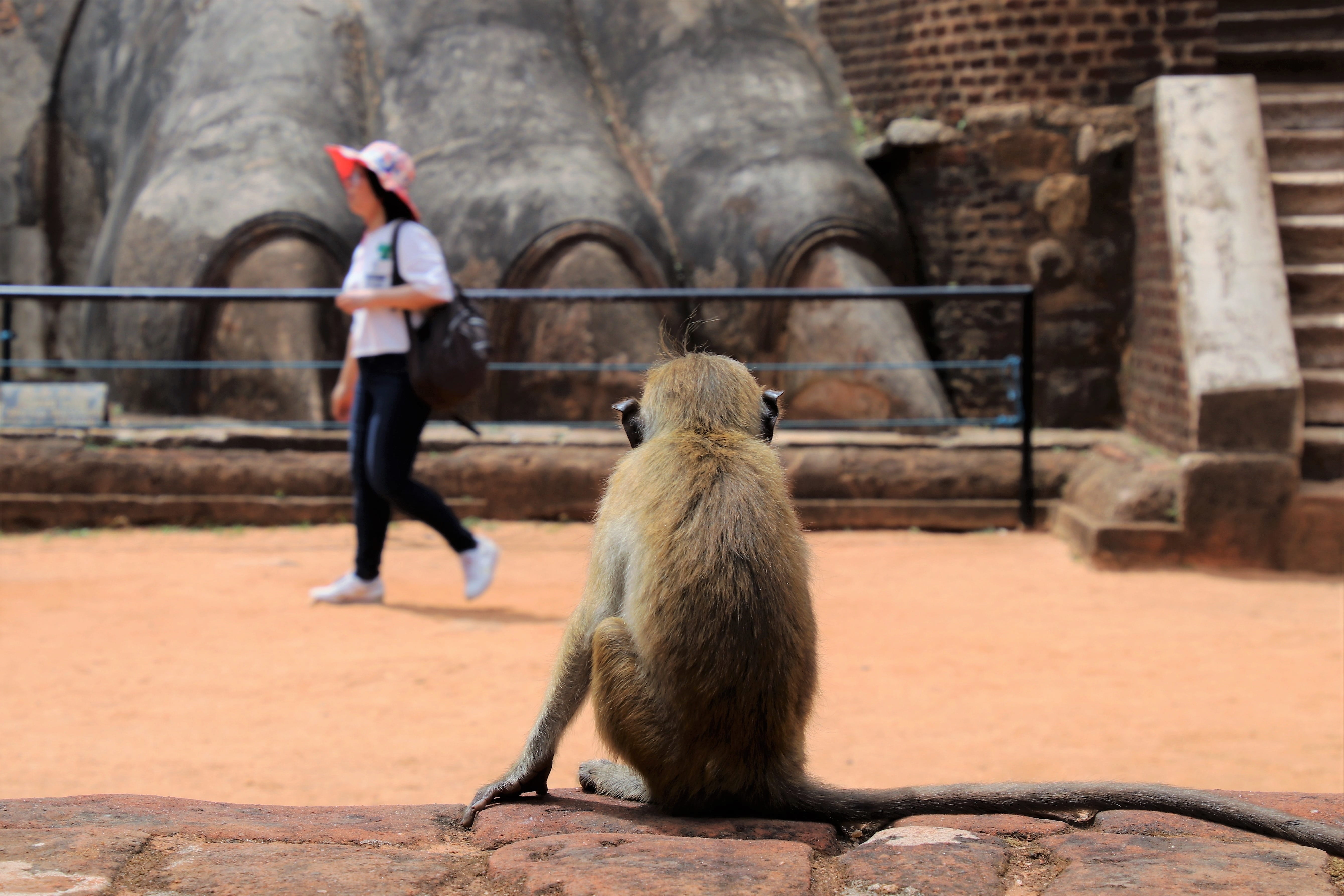 rock, claws, 5K, wall, woman, tour, travel, stairs, real people, stone, adventure, mammals, mood, vertebrate, observation, people, at the court of, sri lanka, HD Wallpaper
