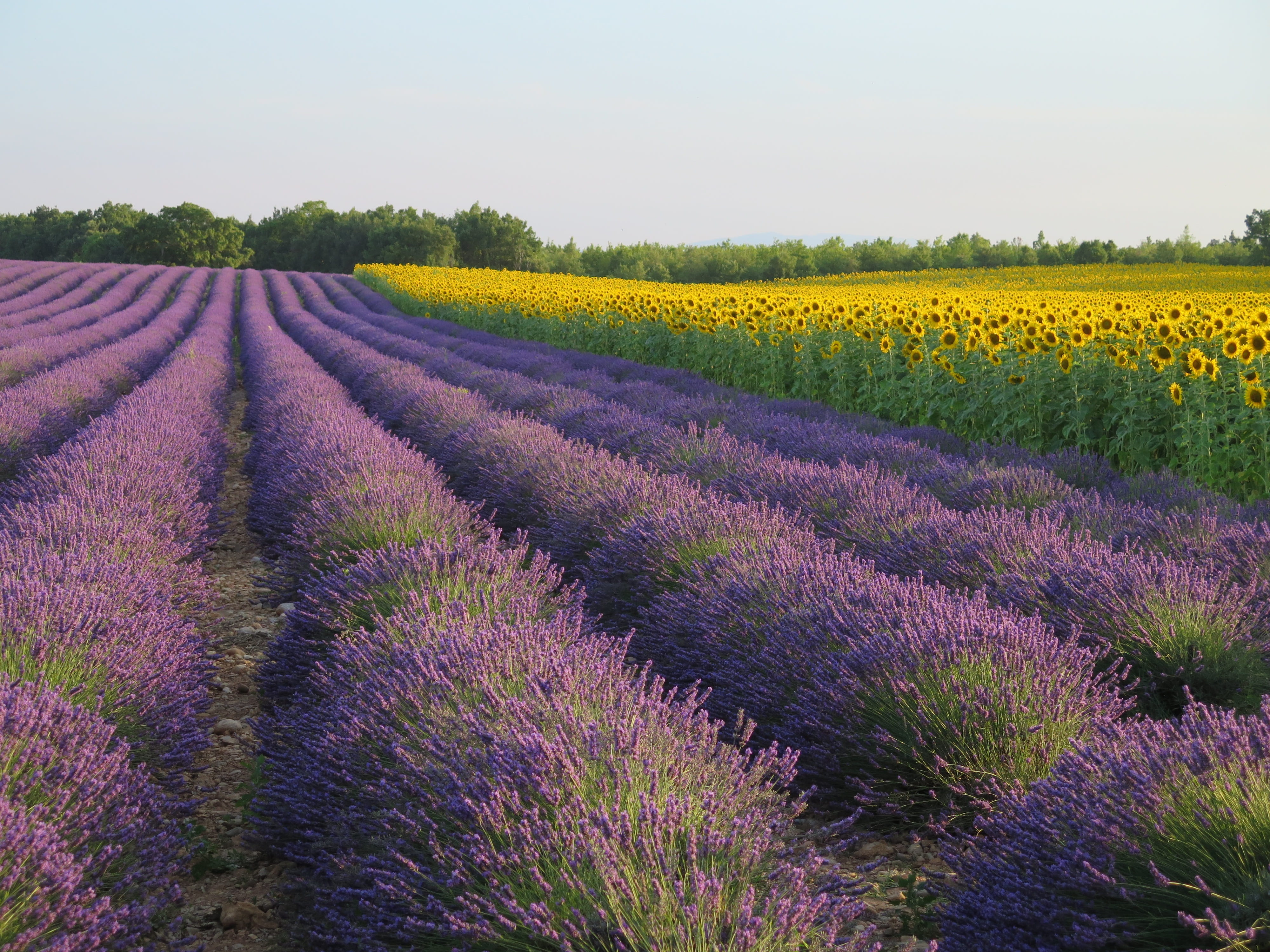 purple, flowering plant, agriculture, flowerbed, growth, lavender, scenics - nature, field, flower head, france, landscape photography, farm, flowers, environment, HD Wallpaper