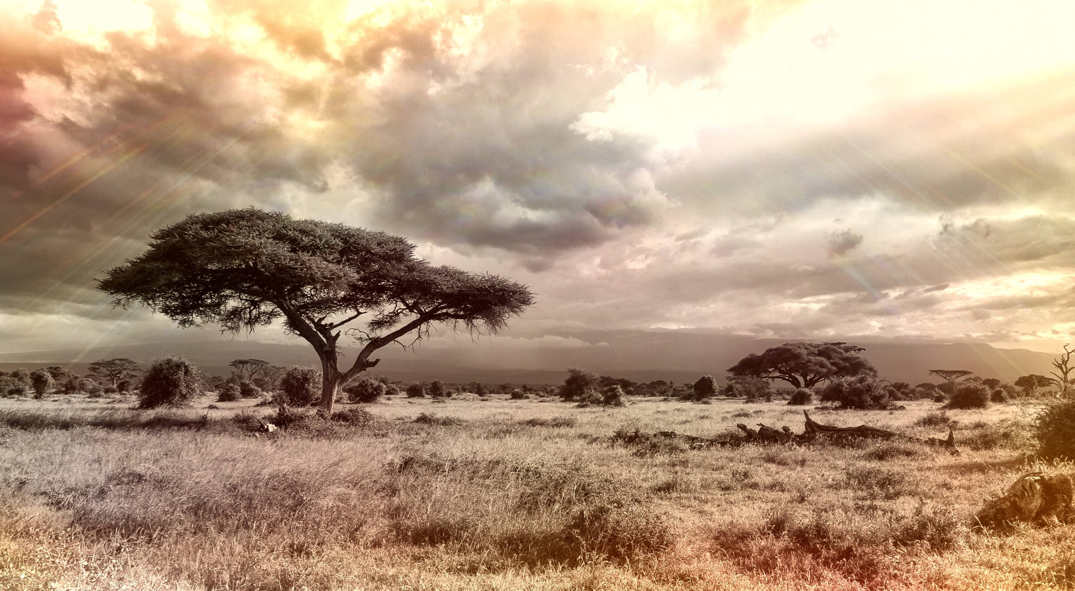 africa, nature, savannah, sky, national, tree, park, 2K, HD Wallpaper