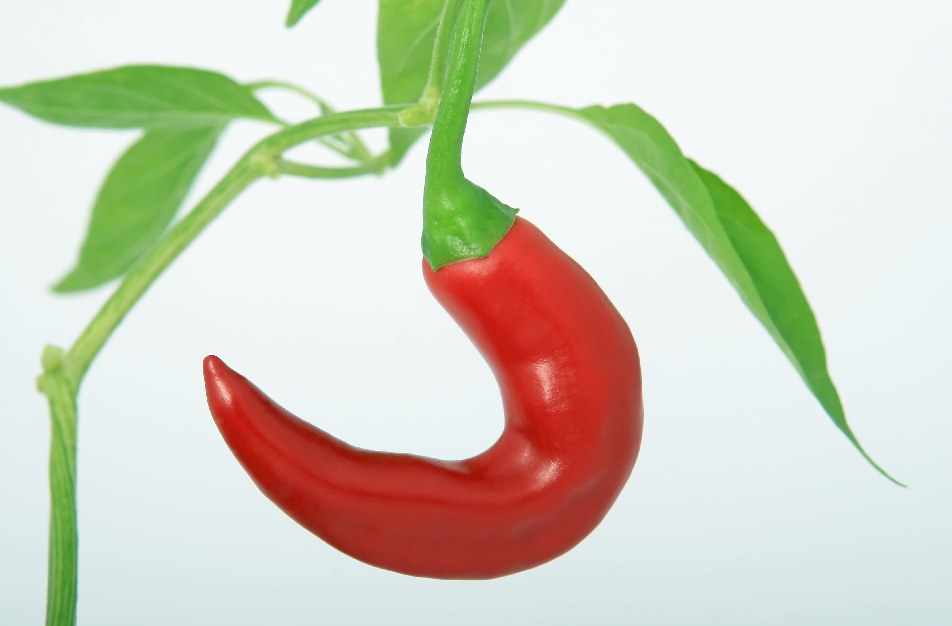 white background, plant stem, close-up, studio shot, spice, good, delicious, plant, chilli, leaves, protein, hot, green color, photography, 2K, single object, HD Wallpaper