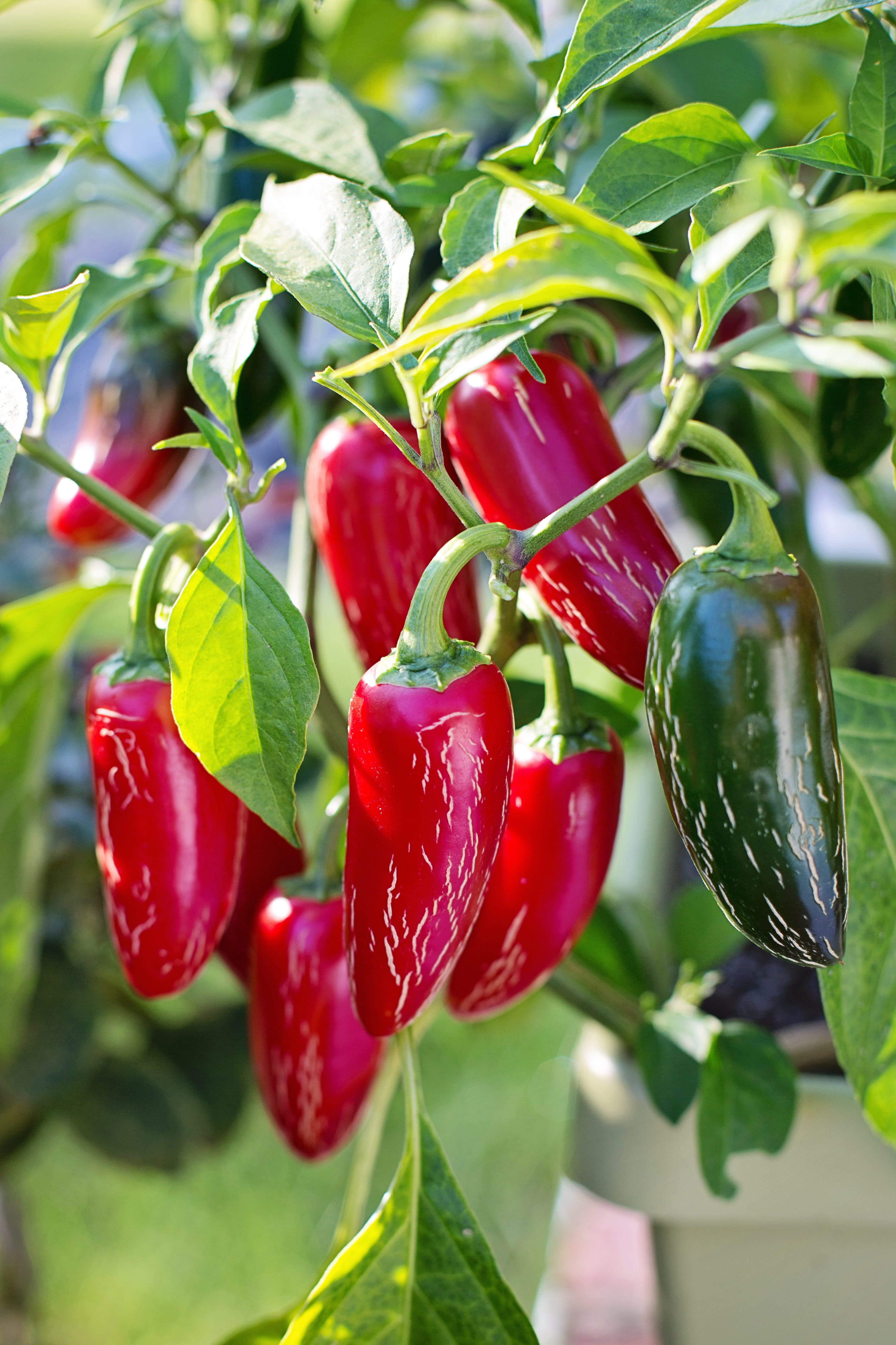 chili, growth, 4K, plant part, pepper, healthy, leaf, natural, freshness, ripe, mexican, beauty in nature, plant, outdoors, food and drink, chilli, fruit, Phone HD Wallpaper