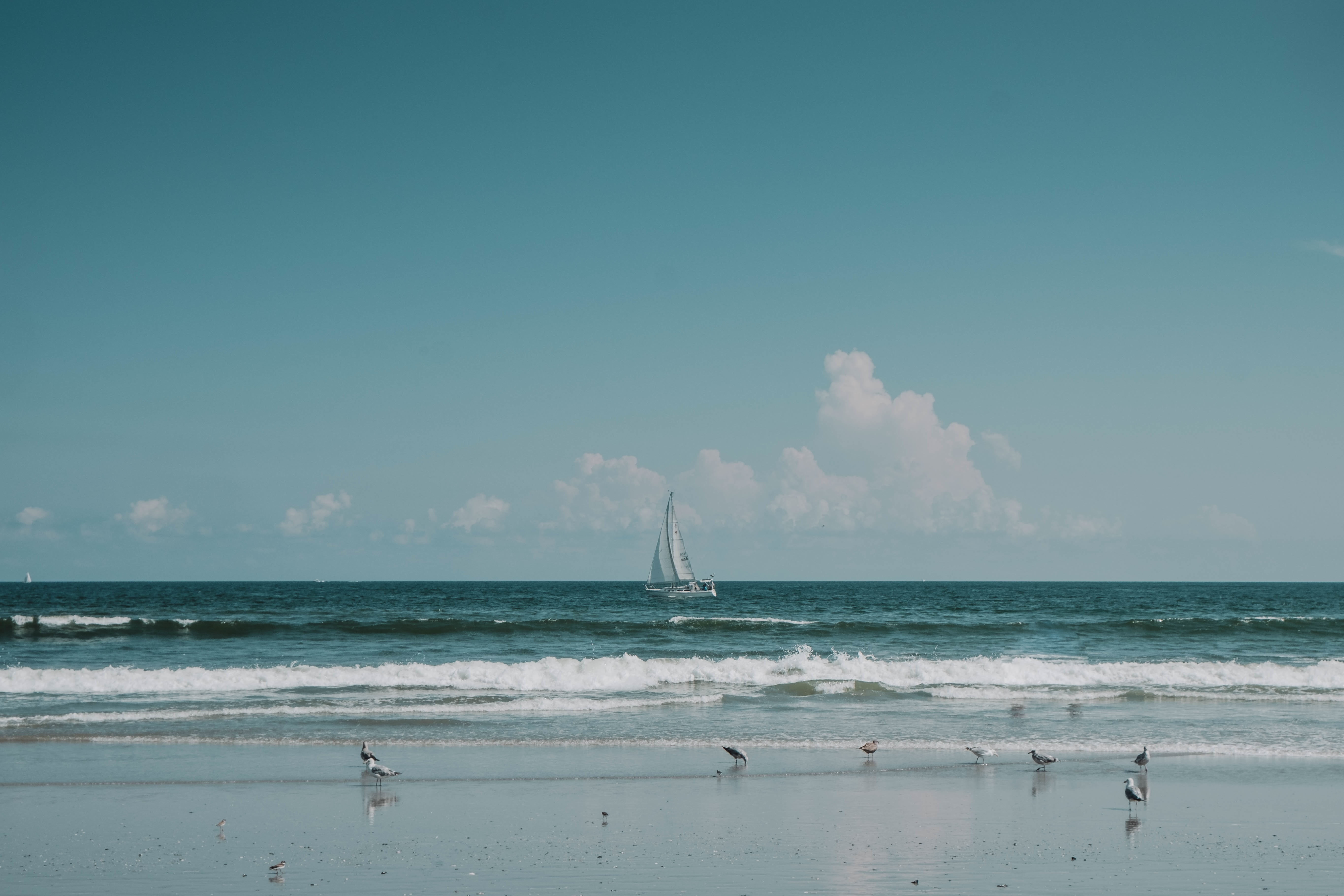 scenics, blue, cloud, animal, horizon over water, scenics - nature, travel, near, motion, sand, middle, clear, sky, sailboat, ocean, 5K, coast, outdoors, HD Wallpaper