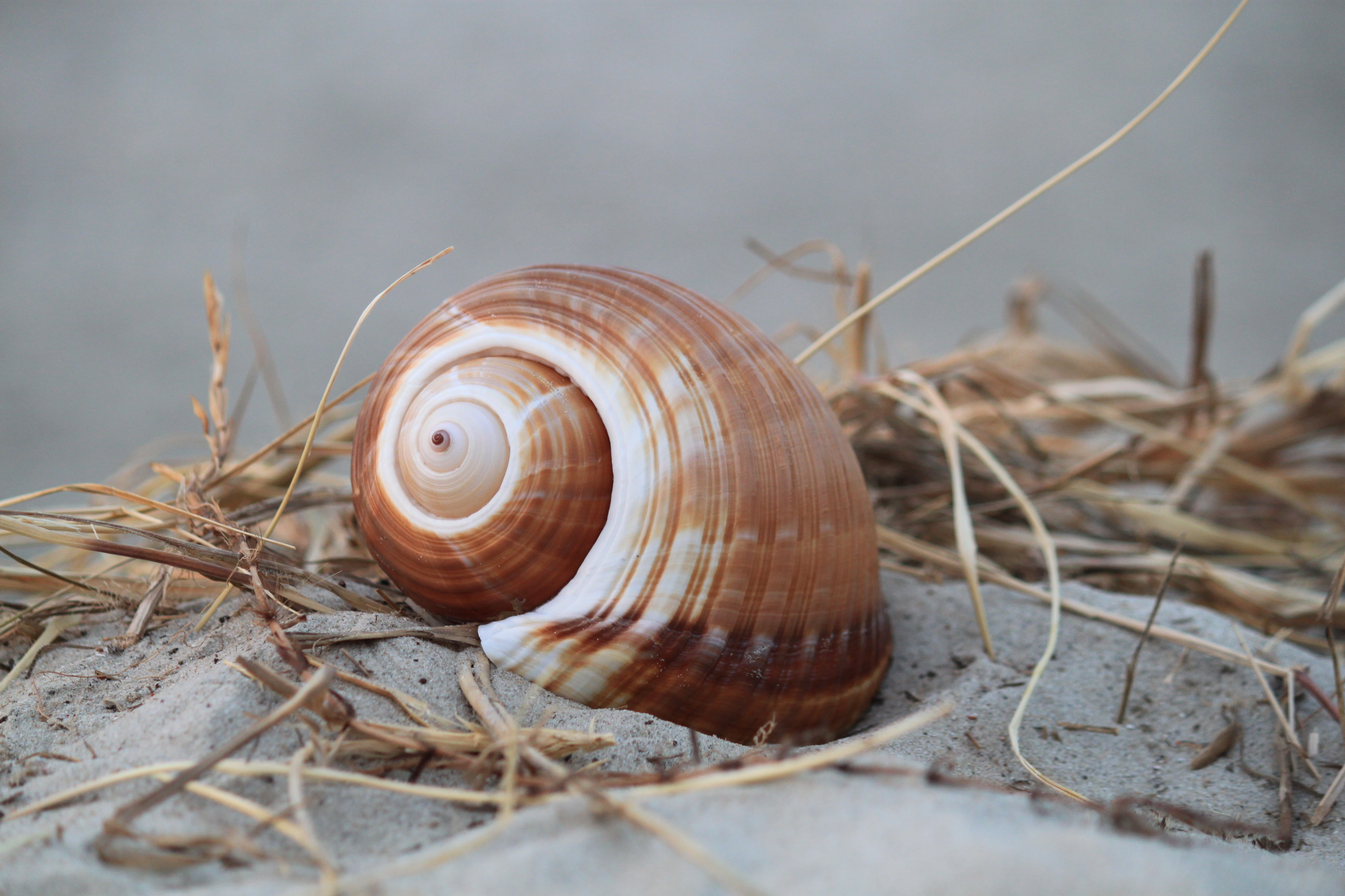 beach fund, sea animal, animals, coast, sand, swirl, snail, close, animal world, sea animals, one animal, animals in the wild, mollusk, nature, pattern, HD Wallpaper