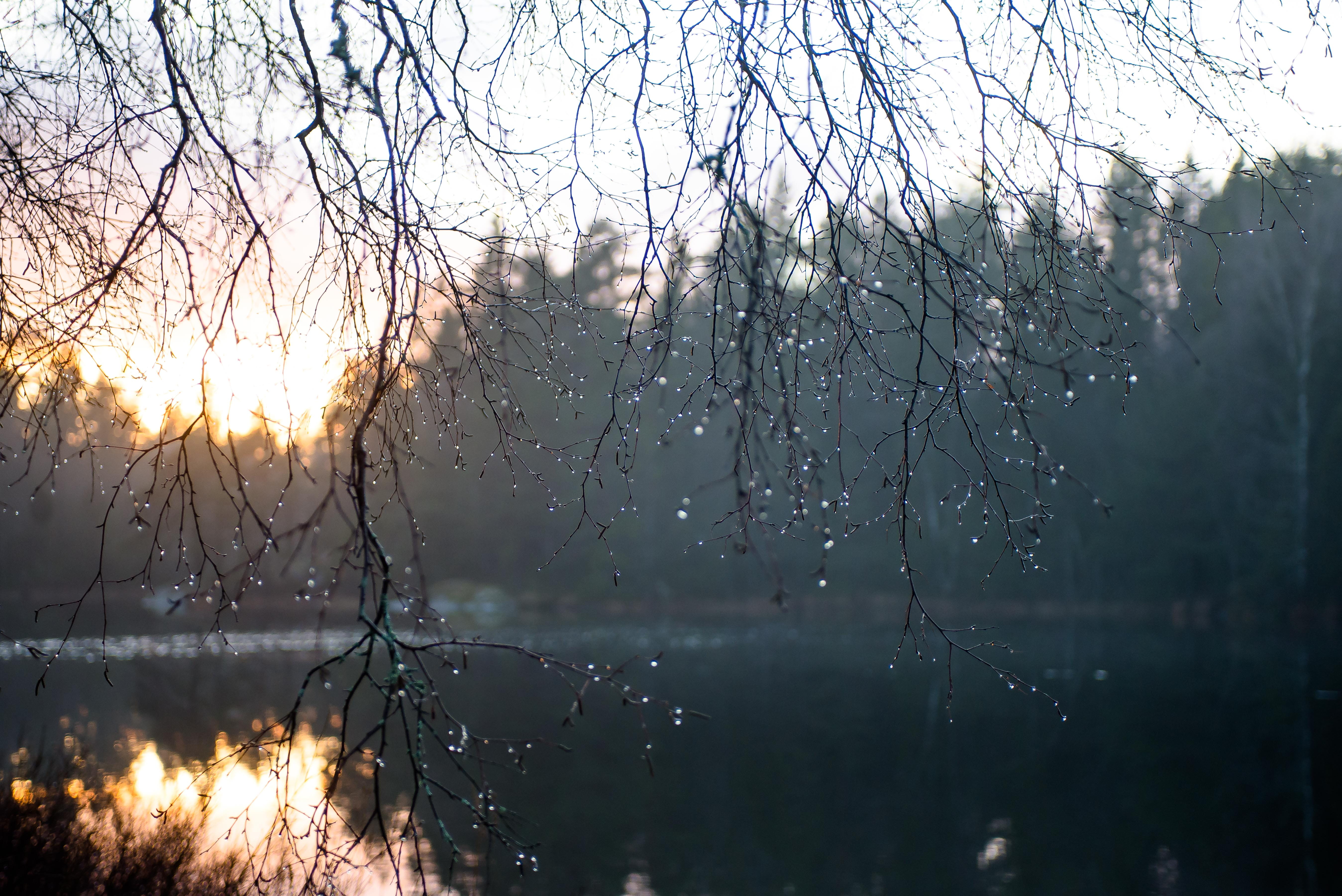 sweden, plant, glossy, 5K, beauty in nature, tranquility, drops, winter, sky, day, outdoors, aperture, branch, lake, birch, stigen, wilderness, branches, HD Wallpaper