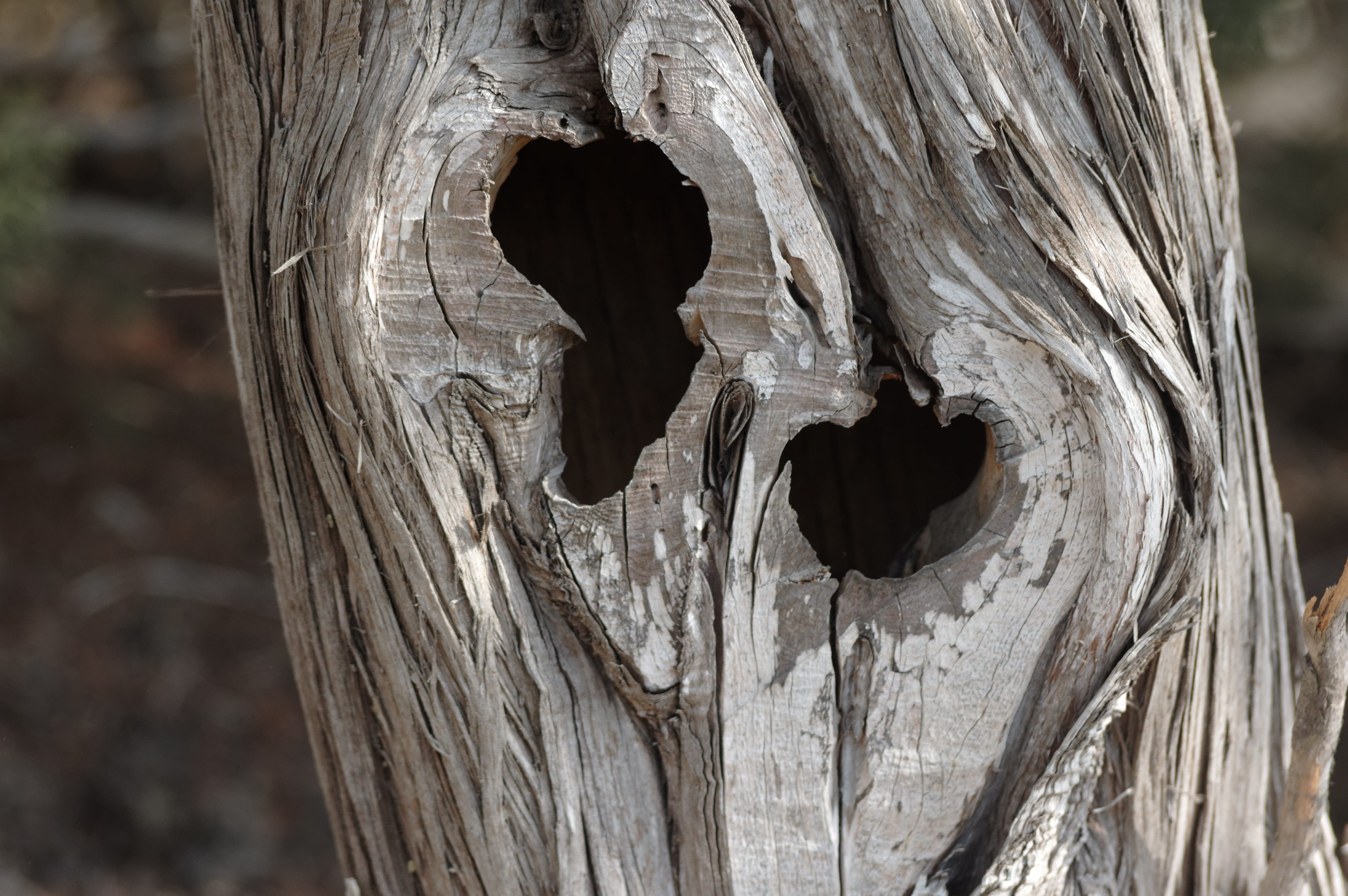 animal wildlife, outdoors, 4K, animal themes, tree trunk, craft, close-up, hole, no people, Baum, pattern, plant, Tree, wood - material, Old, creativity, HD Wallpaper