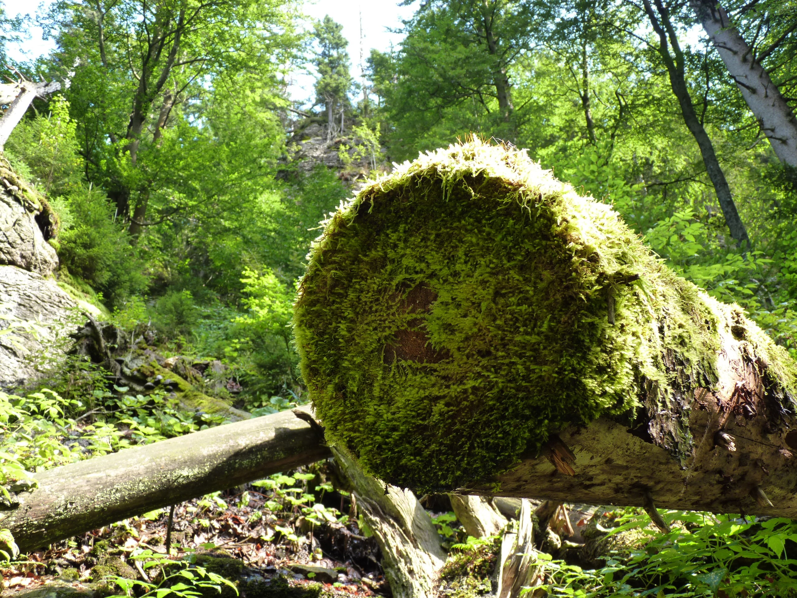 land, weathered baum, wood, wood - Material, rock, grove, day, moss, sunlight, forest, trunk, dead plant, tree, 2K, growth, rock - object, tranquil scene, HD Wallpaper