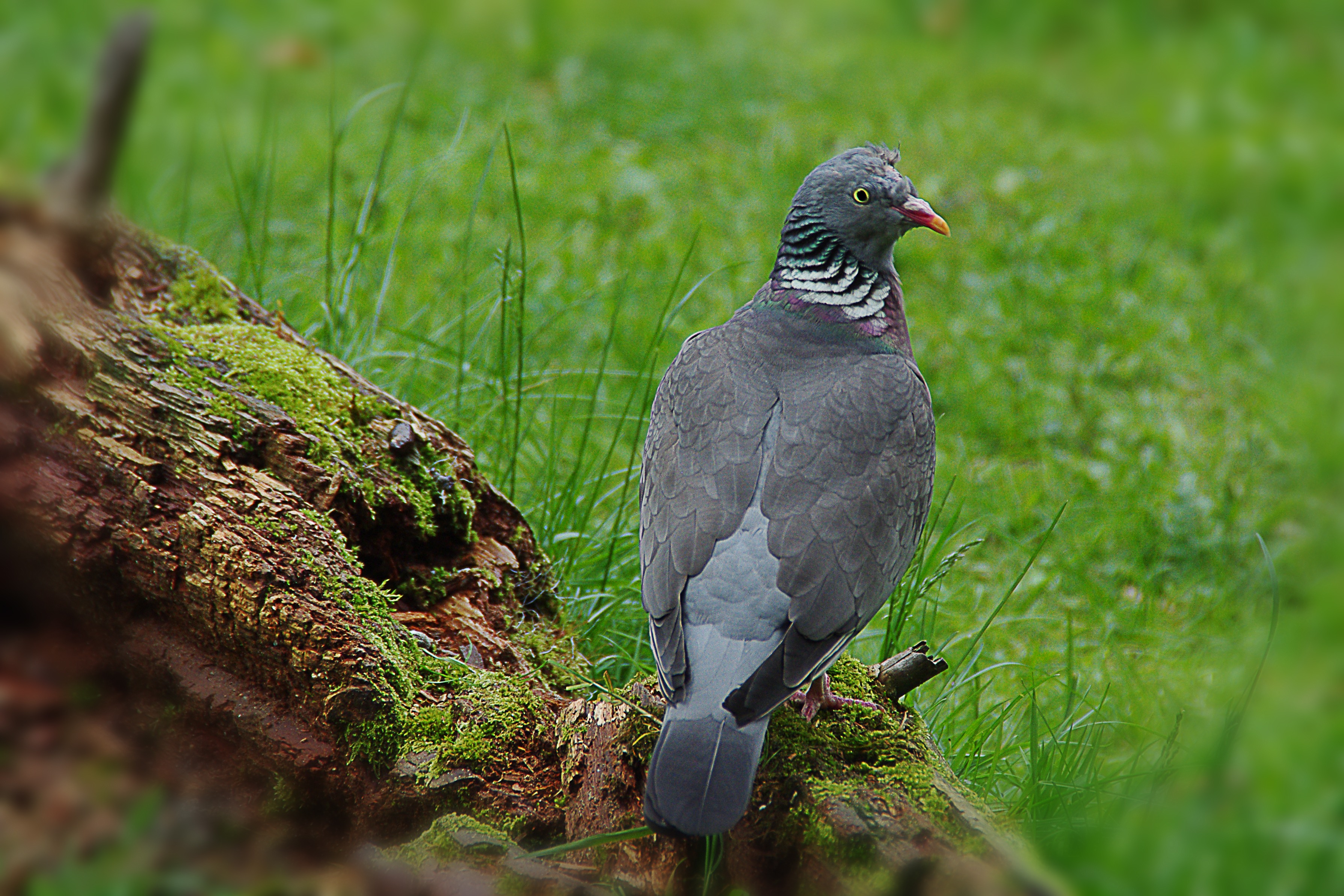 grass, green color, animals in the wild, animal, vertebrate, nature, bird, selective focus, perching, morscher tree, plant, day, one animal, meadow, growth, HD Wallpaper