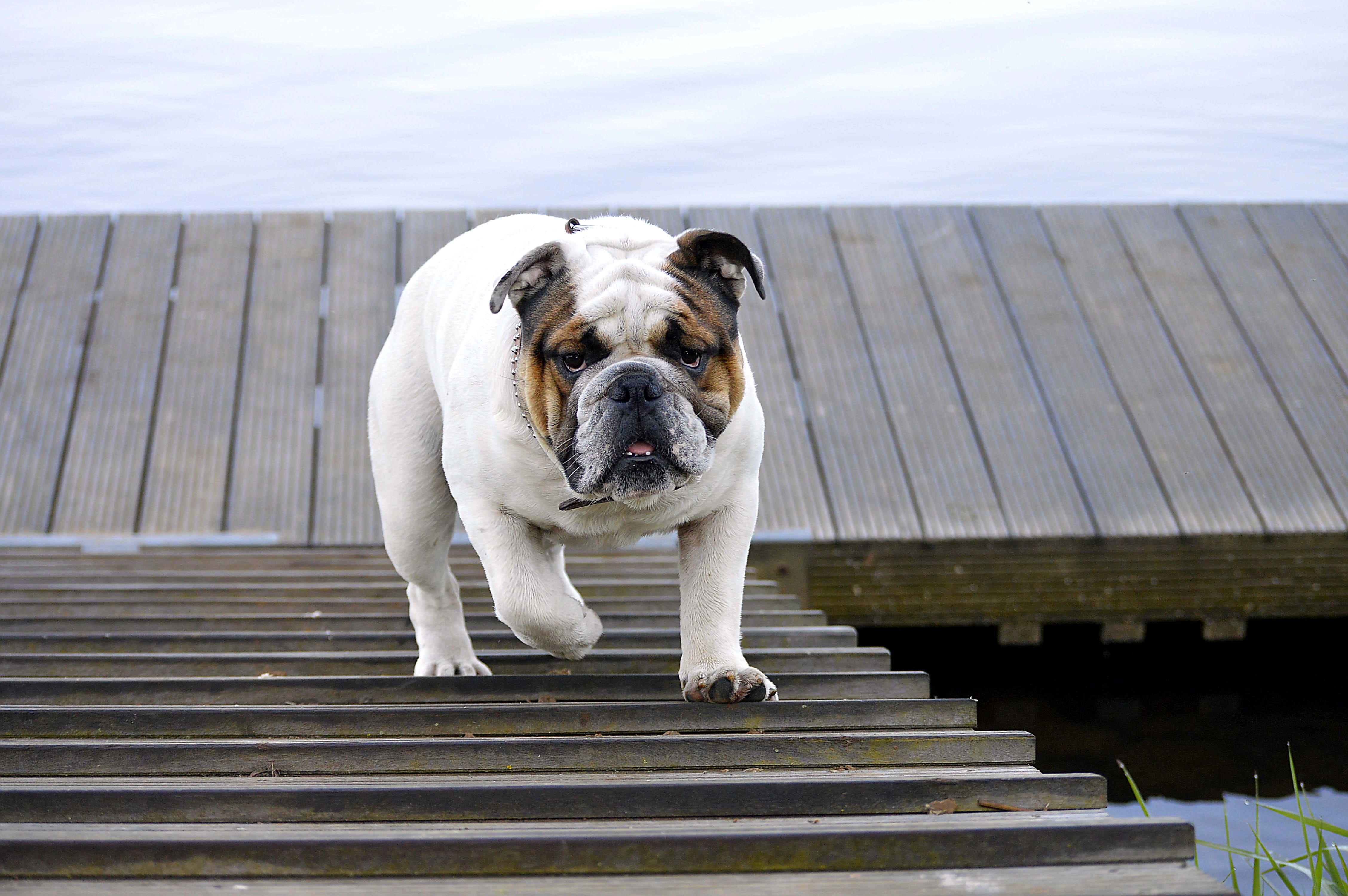 domestic, Ems, wooden boards, bulldog, emsland, no people, dock, portrait, summer, wood, purebred dog, bank, mood, looking at camera, lonely, domestic animals, HD Wallpaper