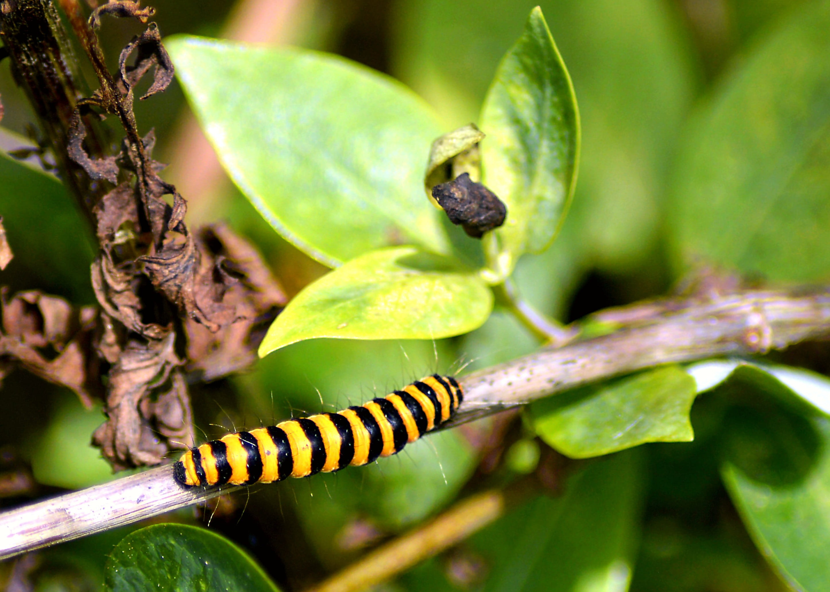 animal themes, insect, green, toxic moths, growth, portrait, invertebrate, close-up, yellow black, leaf, Blood, focus on foreground, summer, beautiful, HD Wallpaper