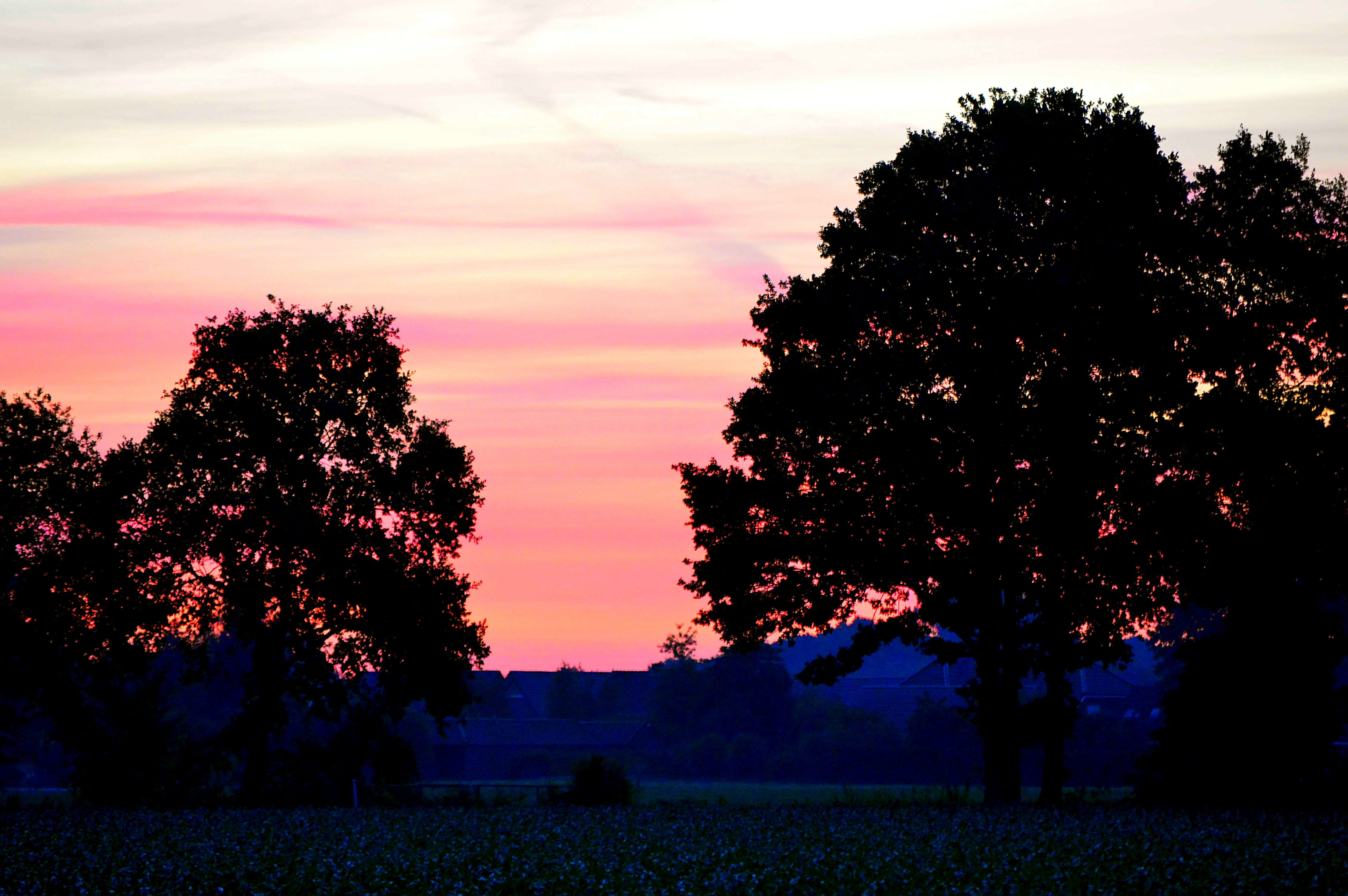 environment, growth, light, sunset, sun, landscape, tree, nature, tranquil scene, orange color, idyllic, colorful, emsland, lingen, plant, image, sunlight, HD Wallpaper