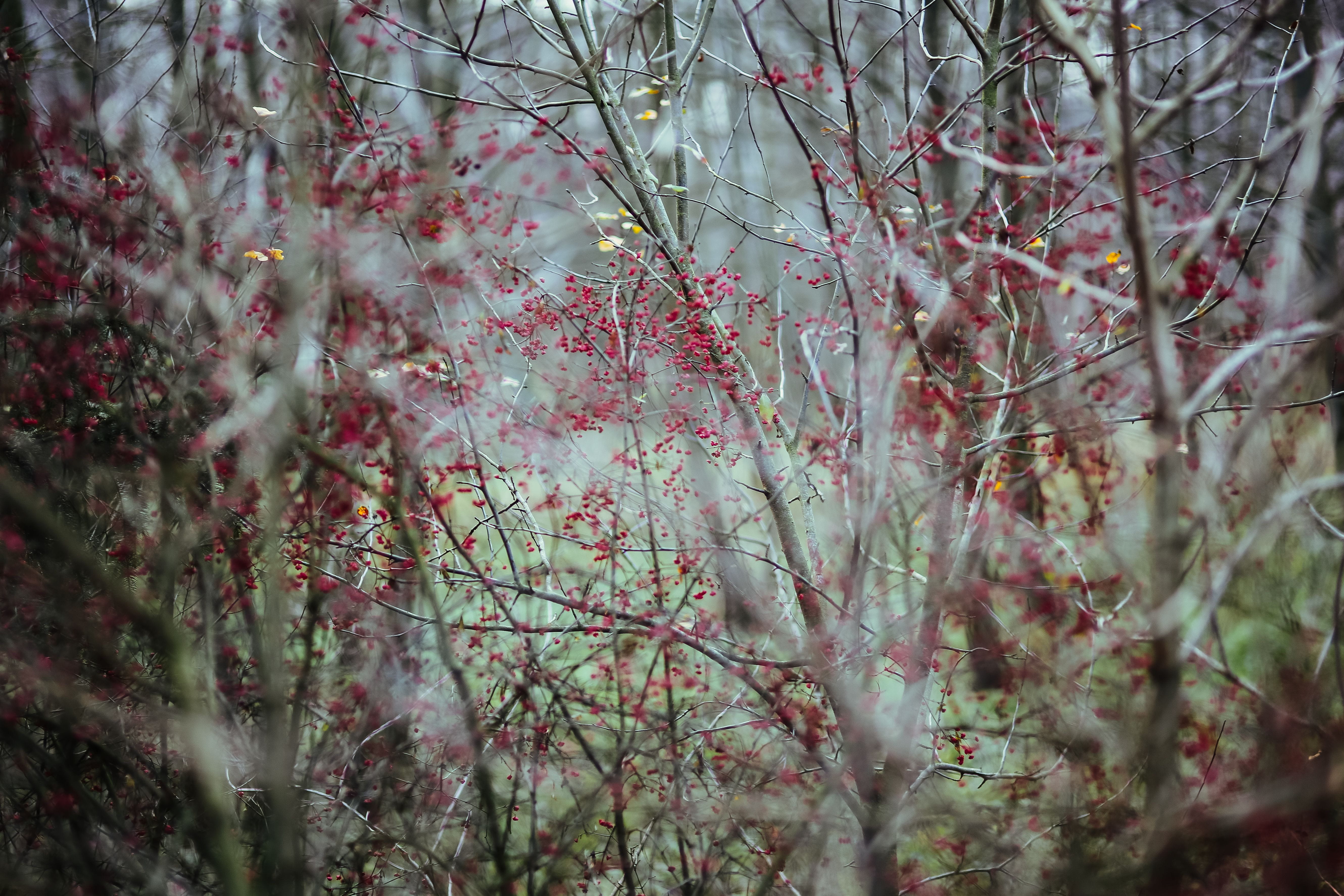 plant, freshness, wood, beauty In Nature, forest, plants, leaves, logs, close-up, walk, no people, cherry blossom, flowering plant, nature, springtime, HD Wallpaper