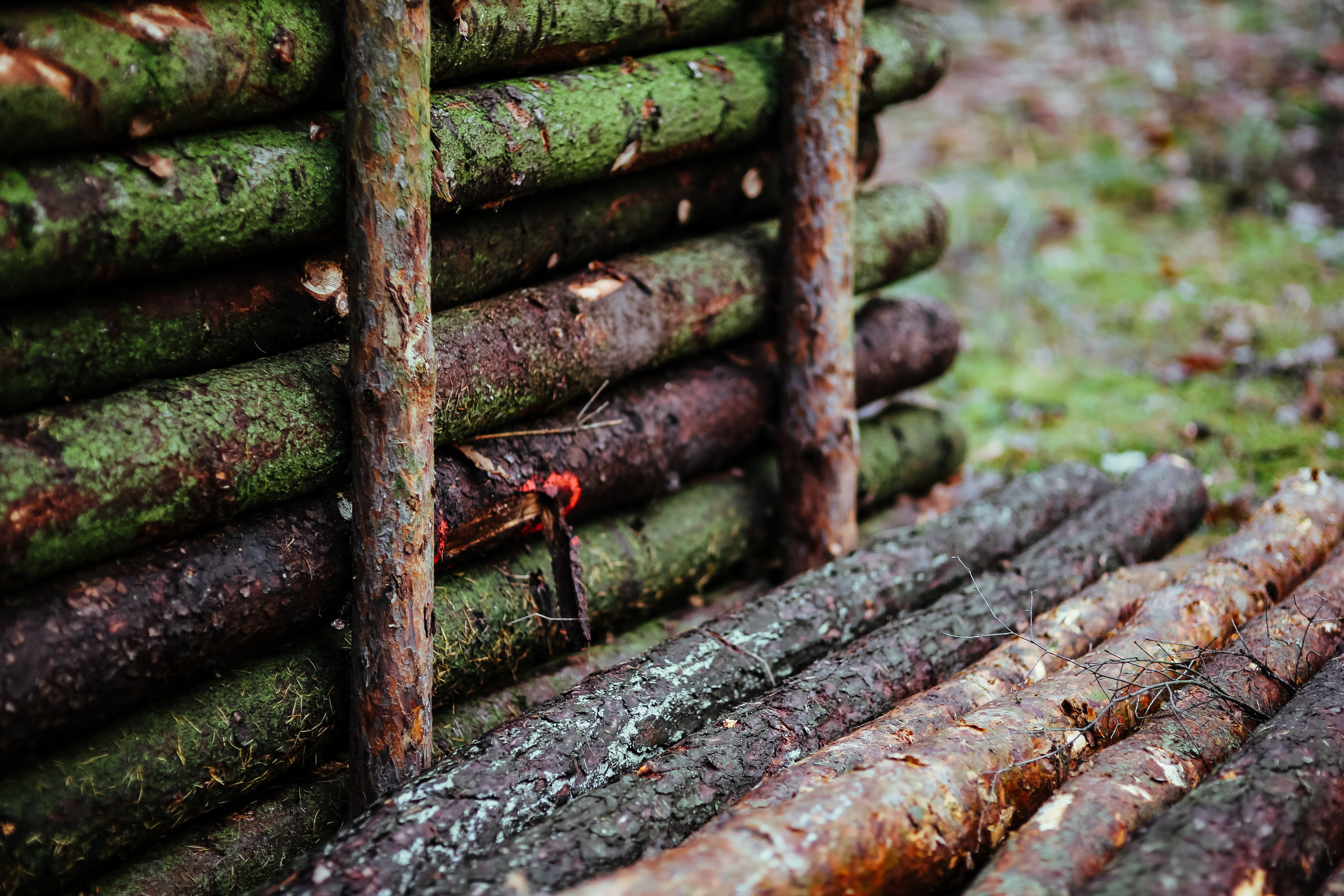walk in, metal, decline, animal, food, old, autumn, wood - material, freshness, steel, branch, deterioration, outdoors, food and drink, plants, animal themes, HD Wallpaper